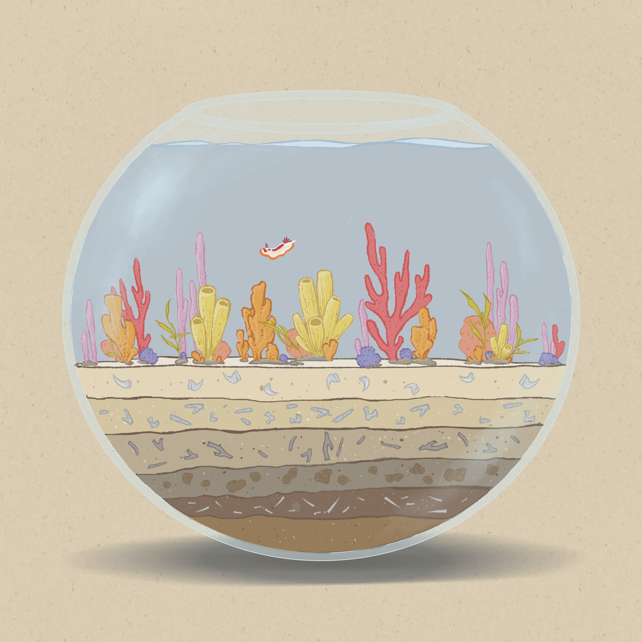 Sponges live in a variety of aquatic habitats including deep ocean waters.