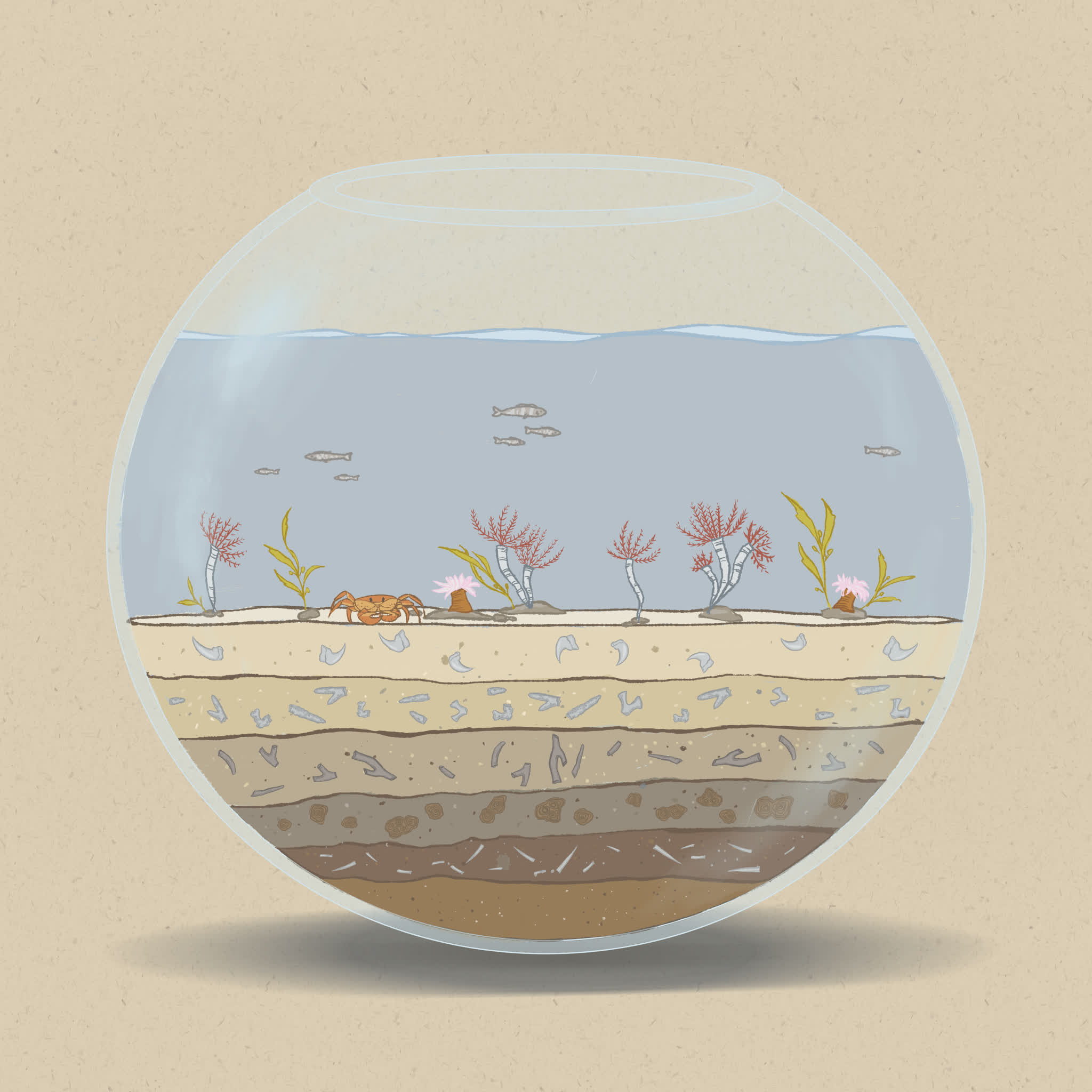 Continental shelves are some of the most productive areas in our oceans.