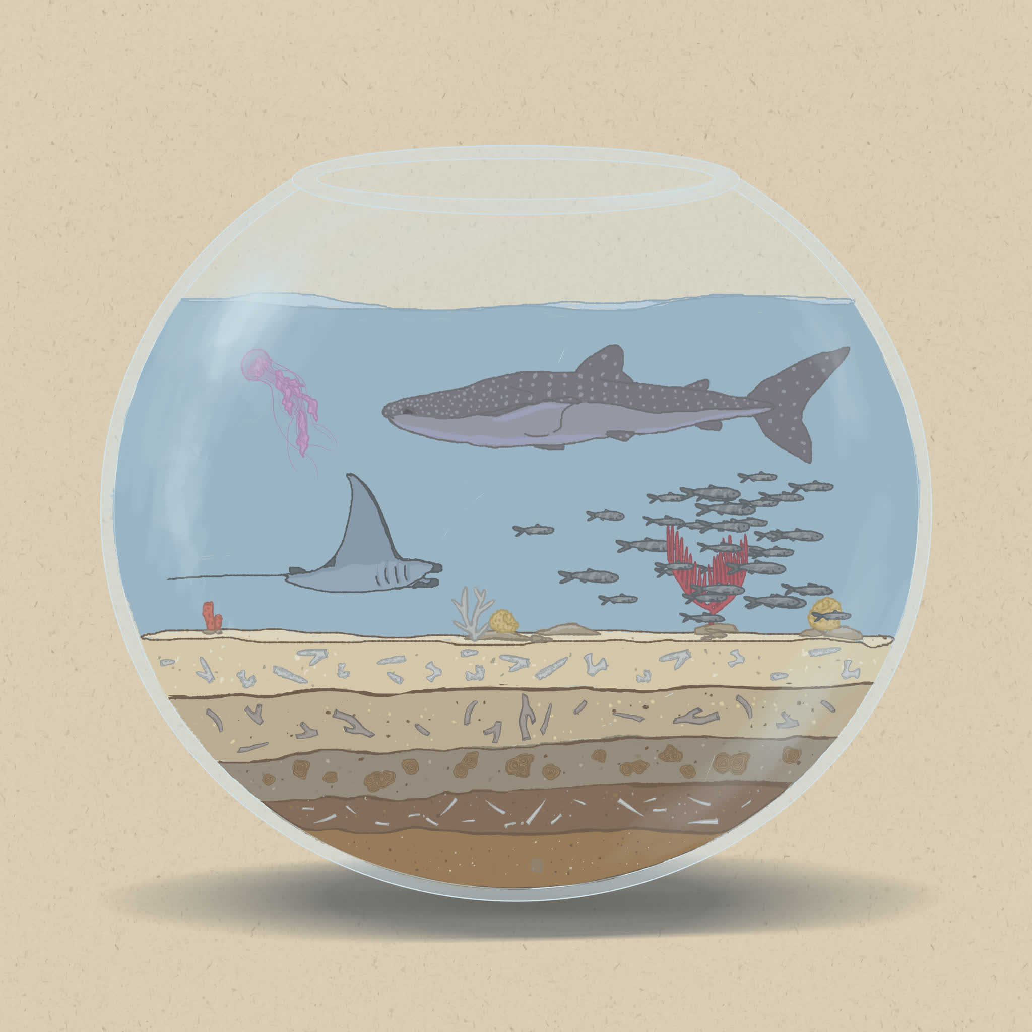 The pelagic zone (open waters) is an important place for migratory fish.