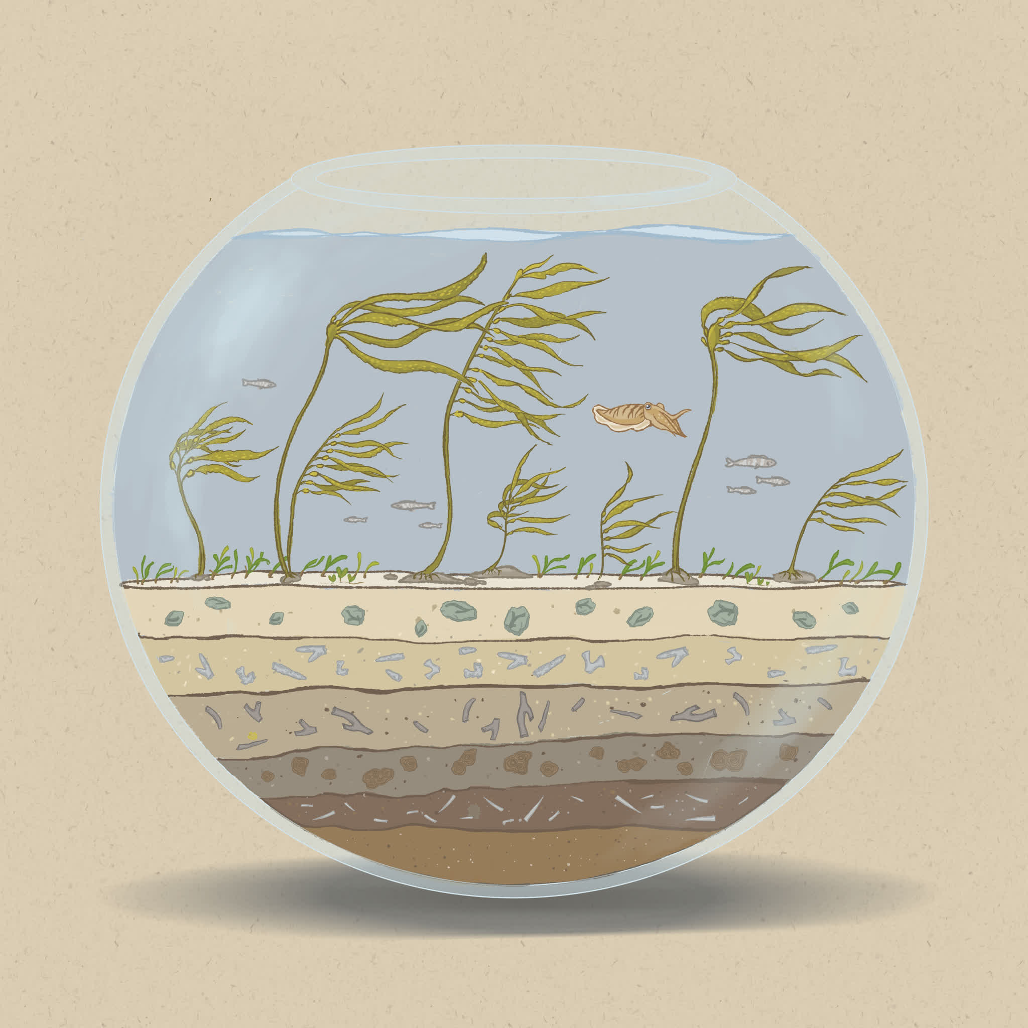 Kelp (algae) uses holdfasts to attach to hard substrates while seagrasses have root systems.