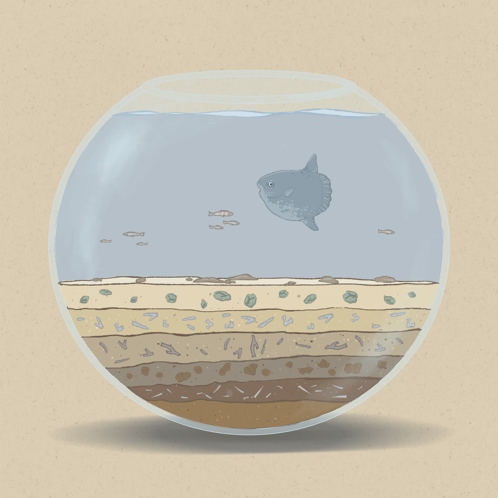 The pelagic zone (open waters) is an important place for migratory fish.