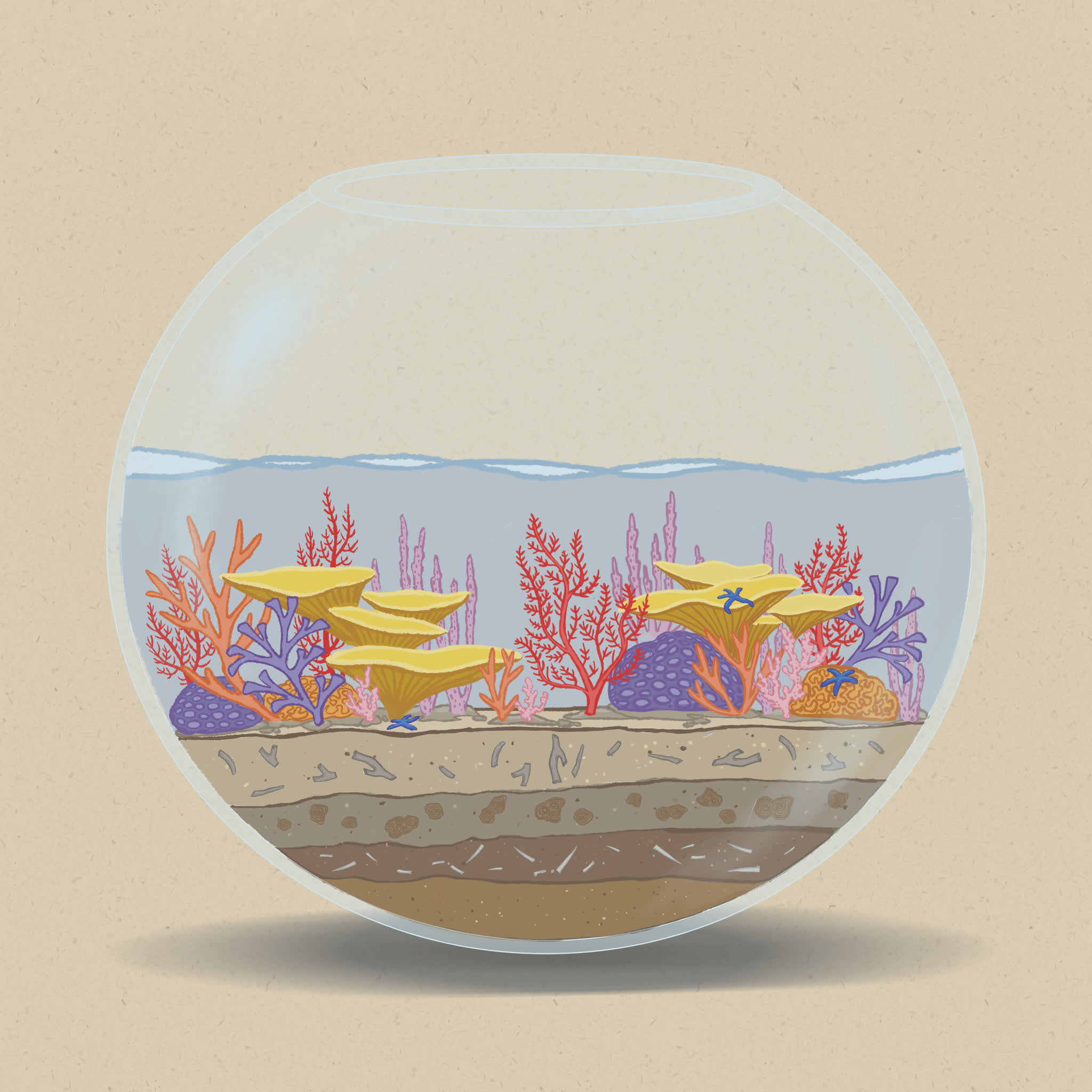 Coral reefs form on hard substrates like rock or coral rubble rather than sand.