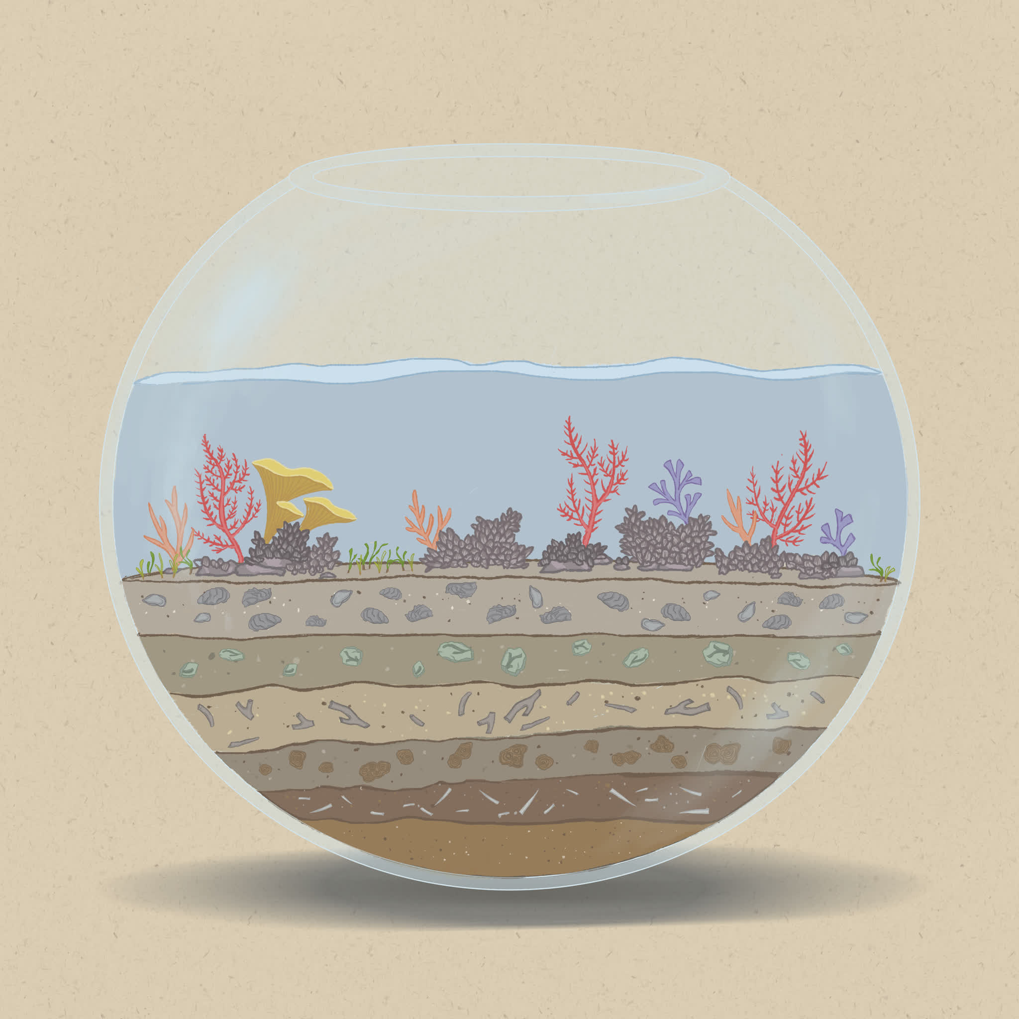 Coral reefs and oyster reefs are both animal-made structures.