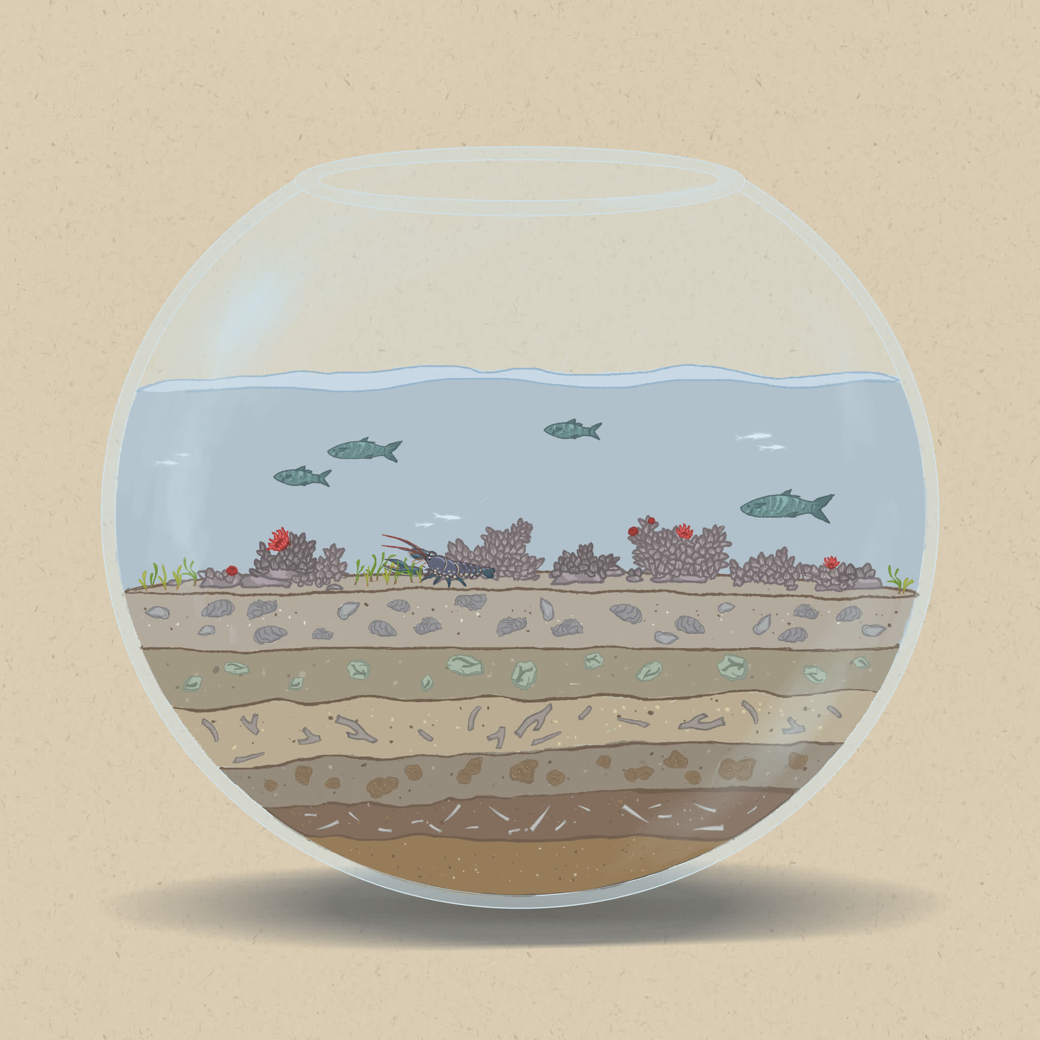 Oysters thrive in oxygenated water, and improve water clarity by filtering nutrients.