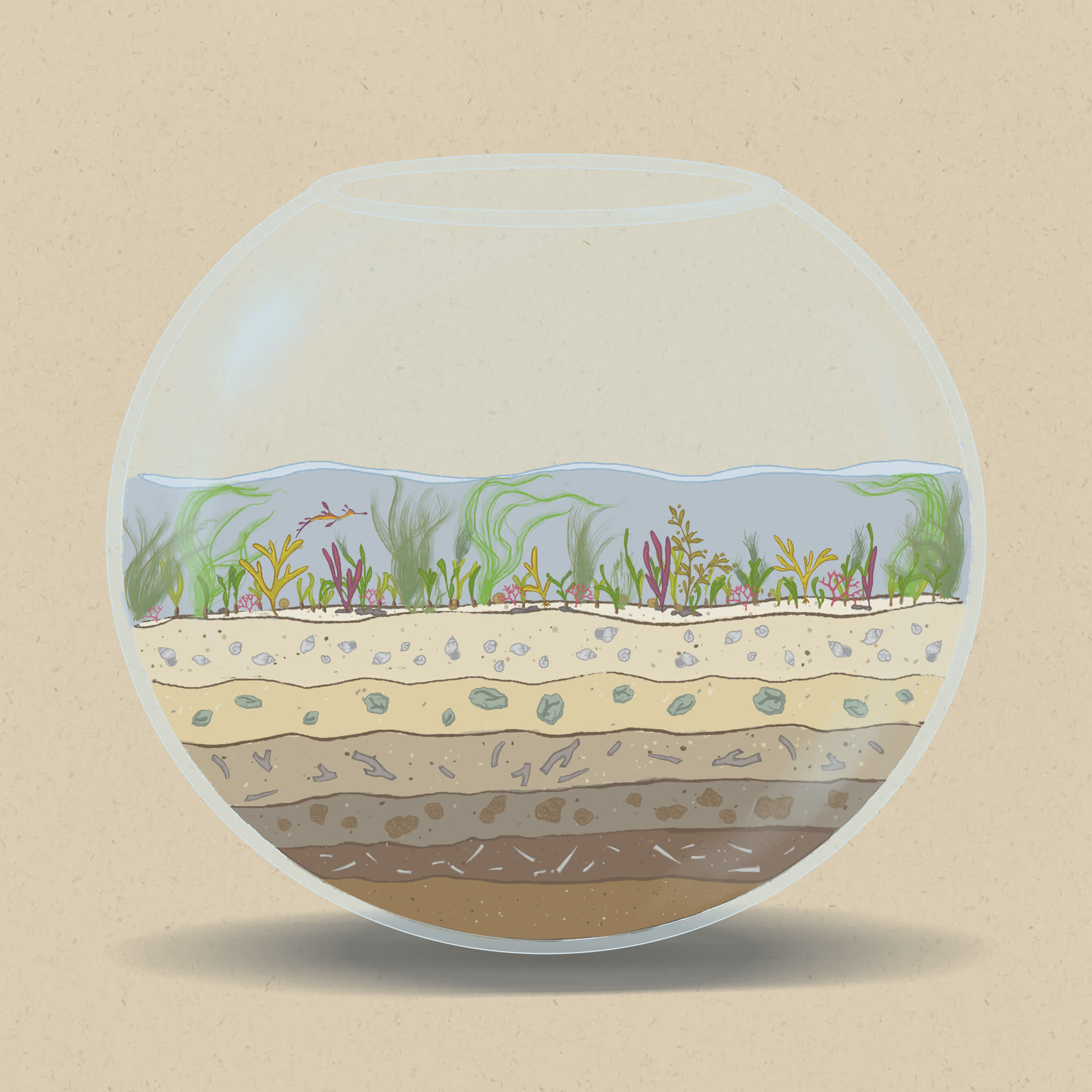 Algae is tolerant of the lower light levels associated with more turbid waters.