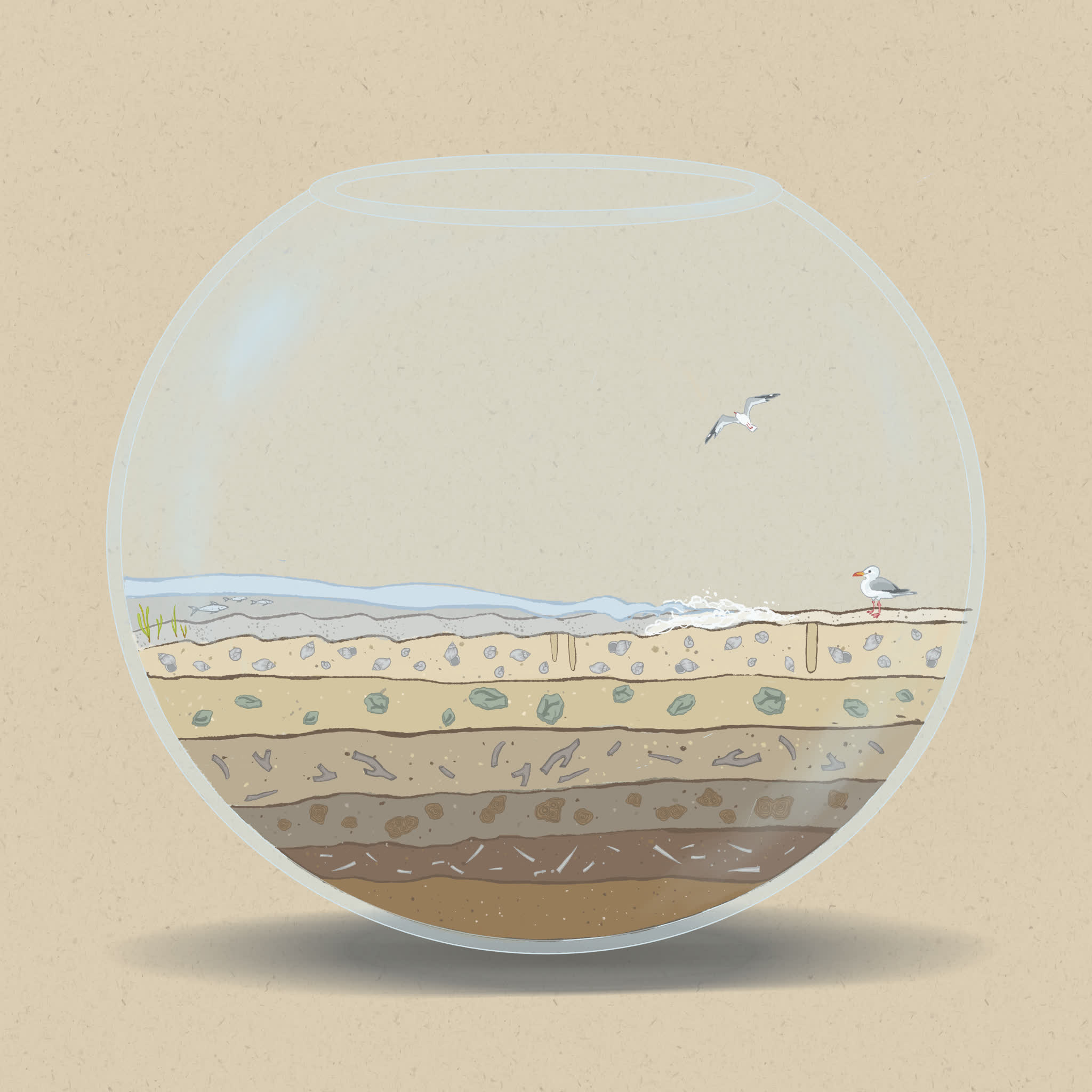 The strength of wave energy affects what can grow in sandy intertidal areas.
