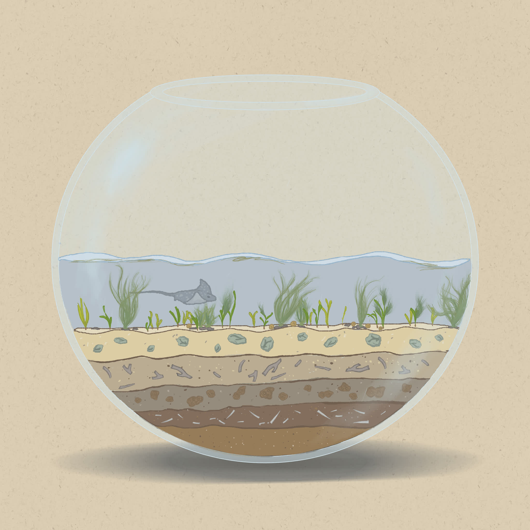 Seagrasses in shallow waters are at higher risk of heat stress than meadows in deeper waters.