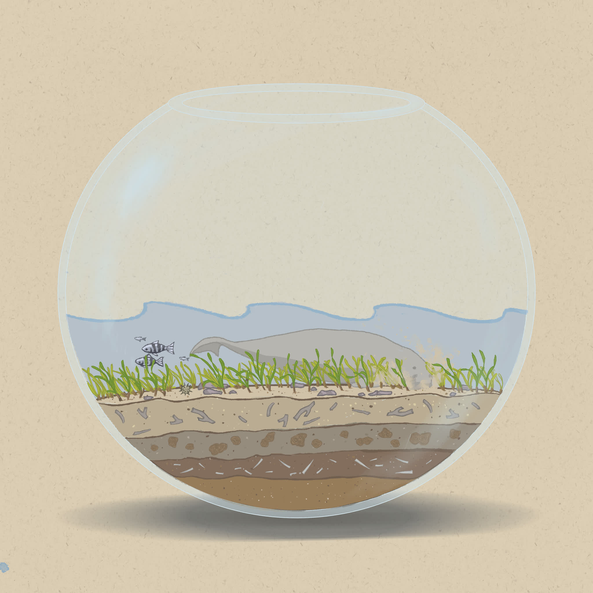 Seagrass is the primary food source for dugongs and sea turtles.