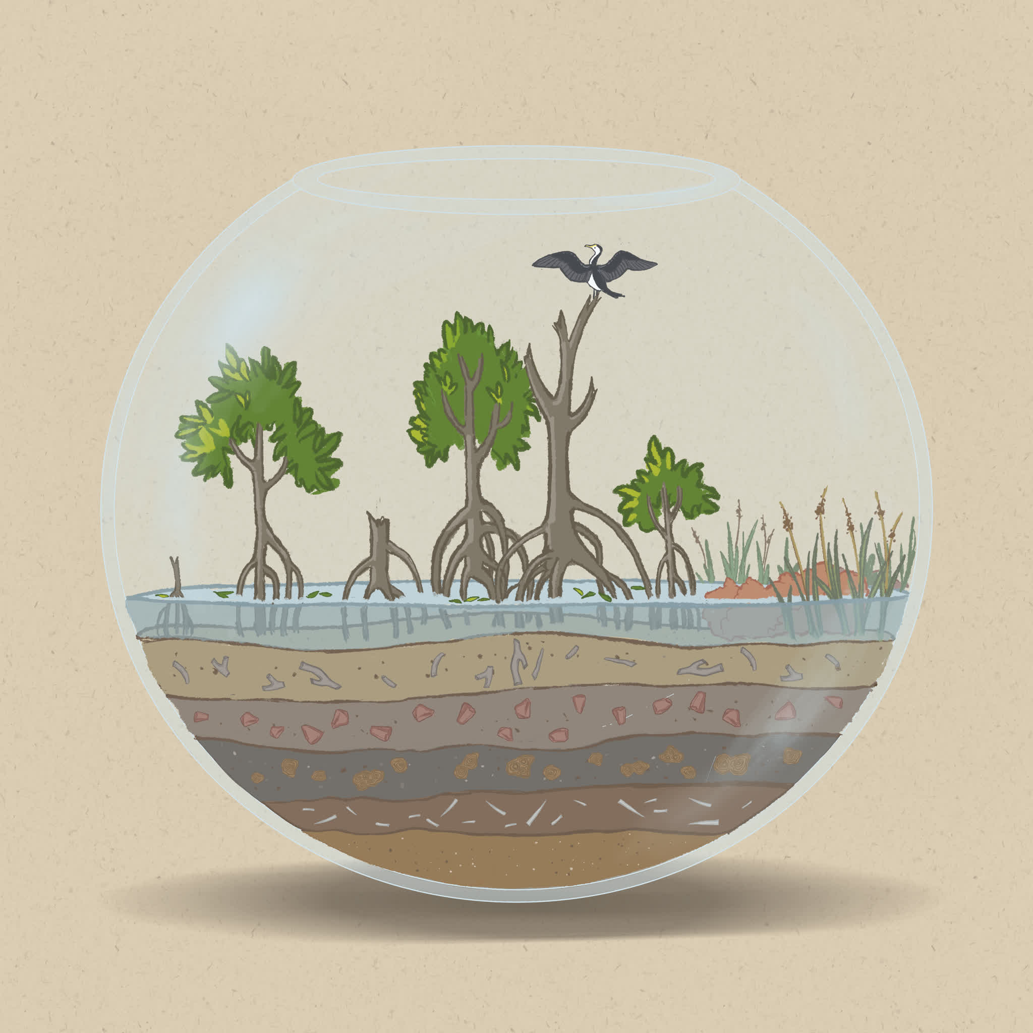 Disturbances such as cyclones can damage mangrove forests and create gaps in the canopy.