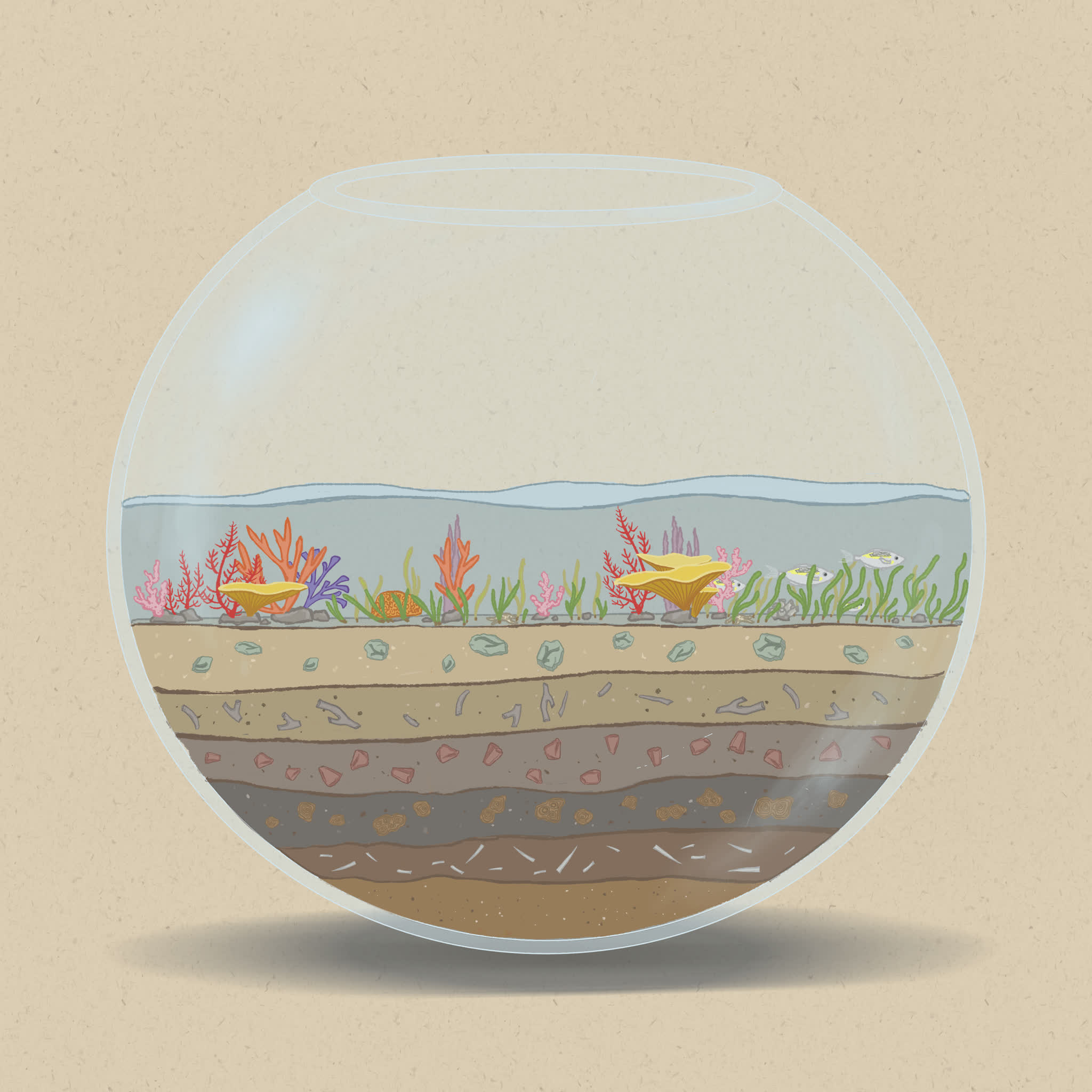 Seagrasses and coral are often found close to each other, with seagrass growing on sand and coral on rock or rubble.
