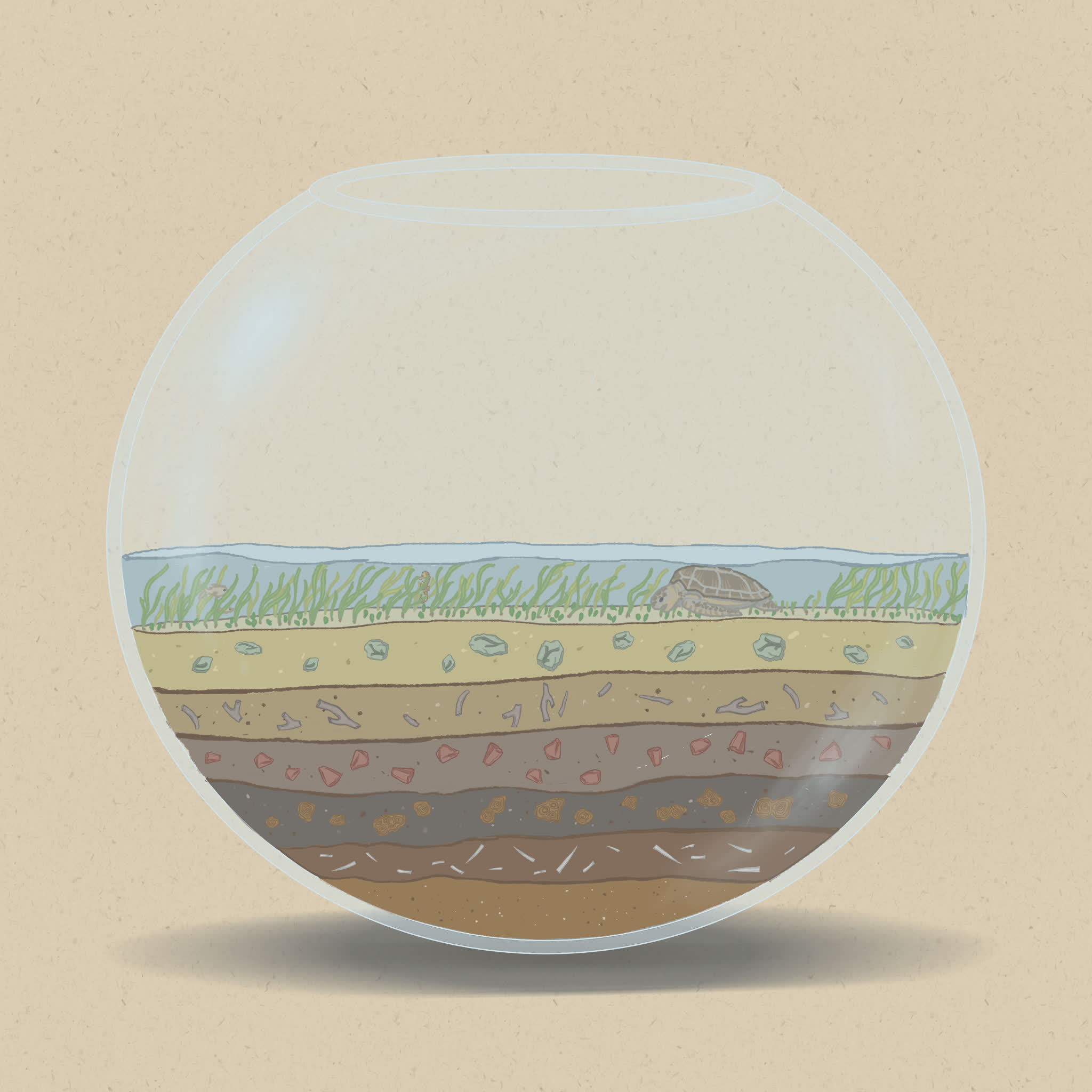 Seagrass is the primary food source for sea turtles and dugongs.