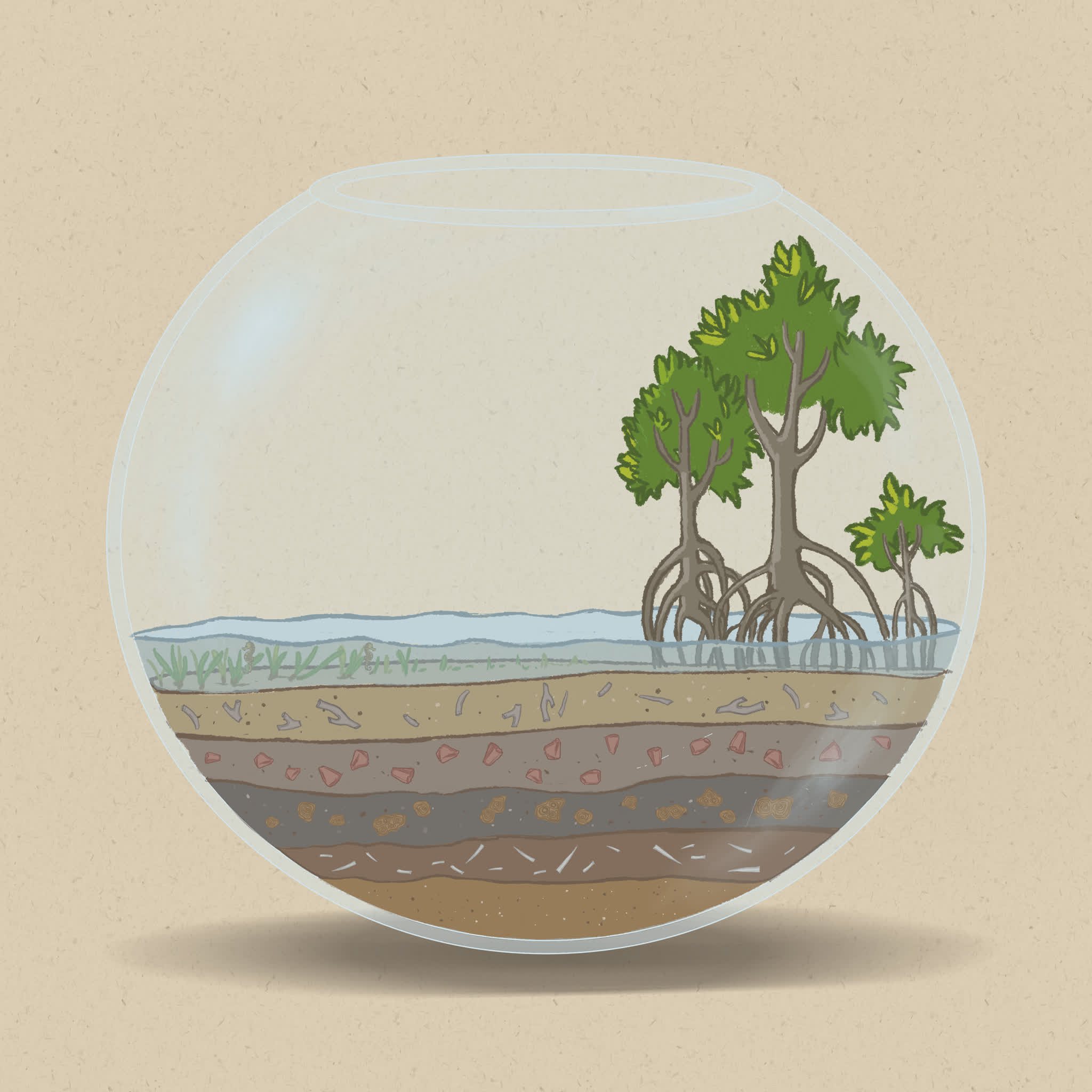 Storms and sea level rise can erode shorelines, causing mangroves to die or retreat.