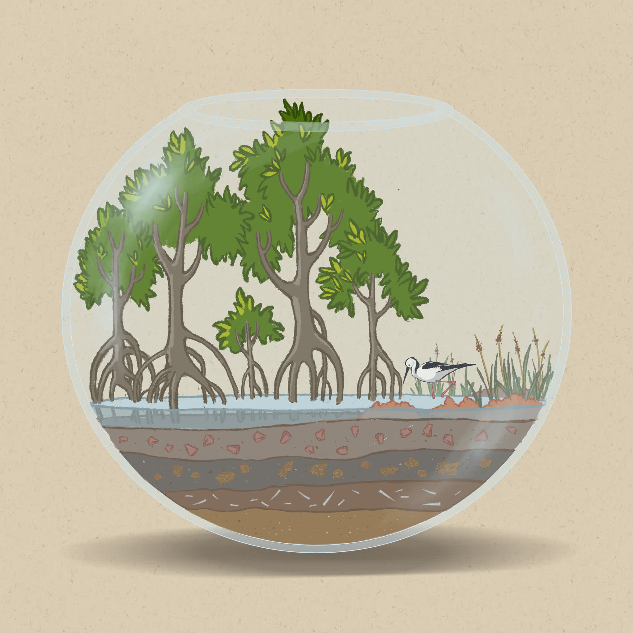 Mangroves and saltmarsh are intertidal ecosystems adapted to salty conditions, with saltmarshes preferring the high tide zone.