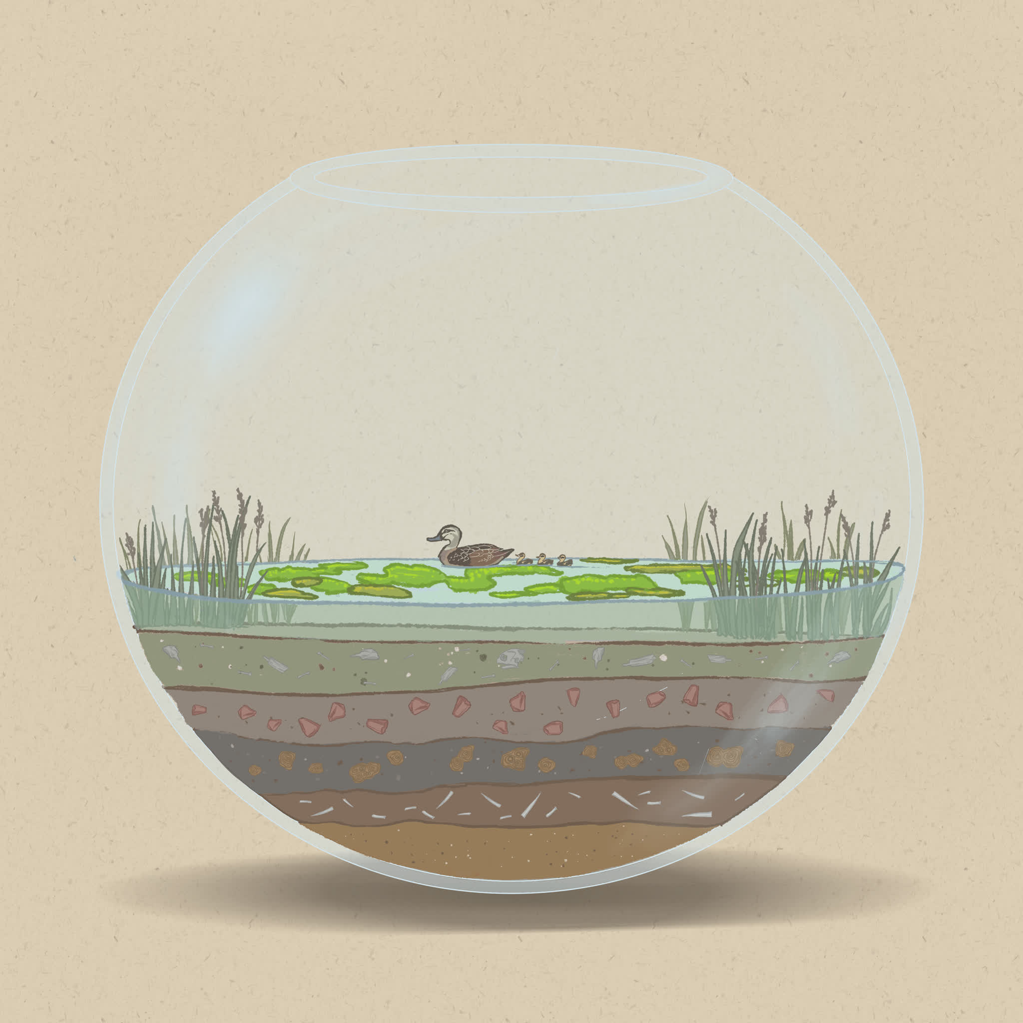 Algae can thrive on the influx of nutrients brought by flooding.