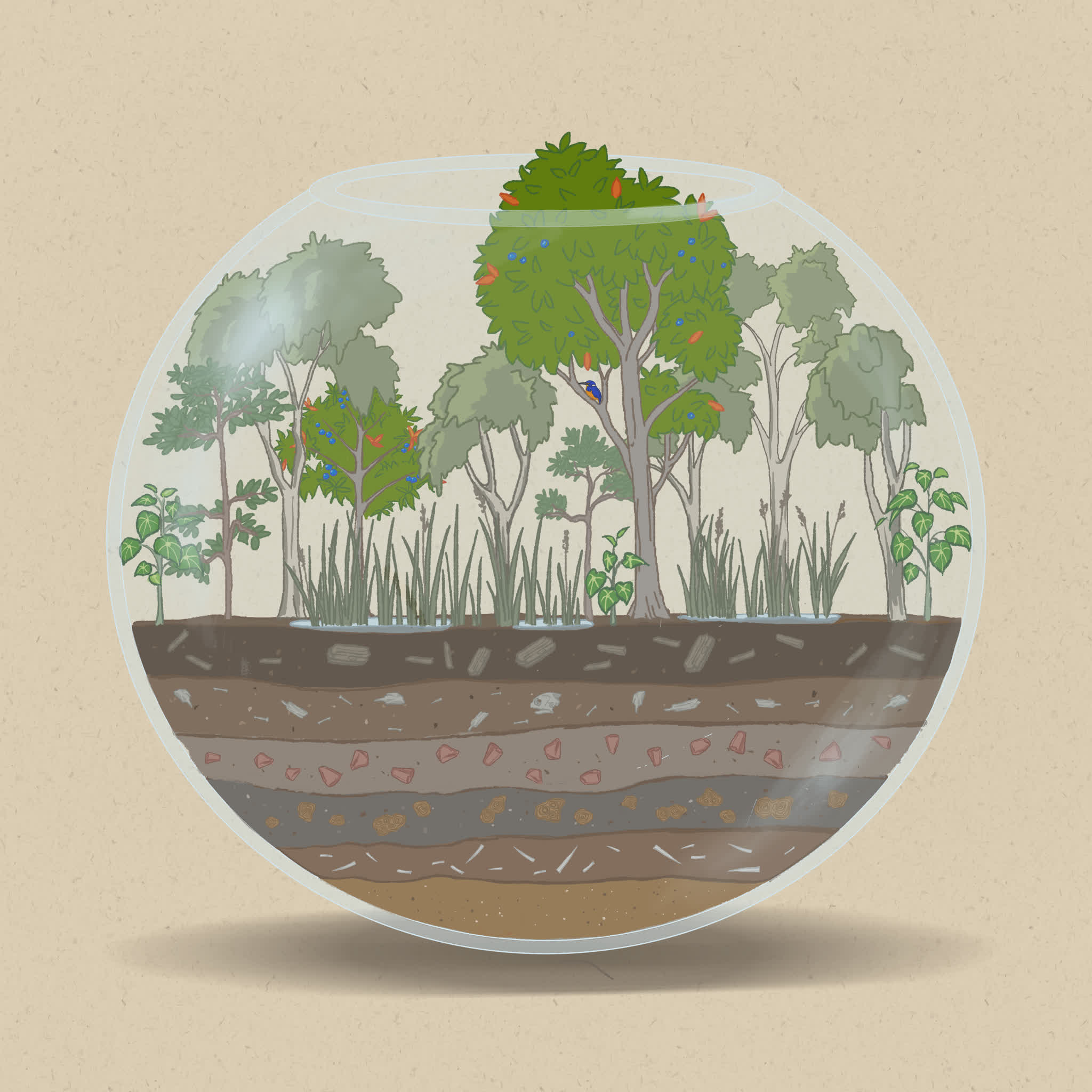 Rainforest trees can dominate in higher rainfall conditions.