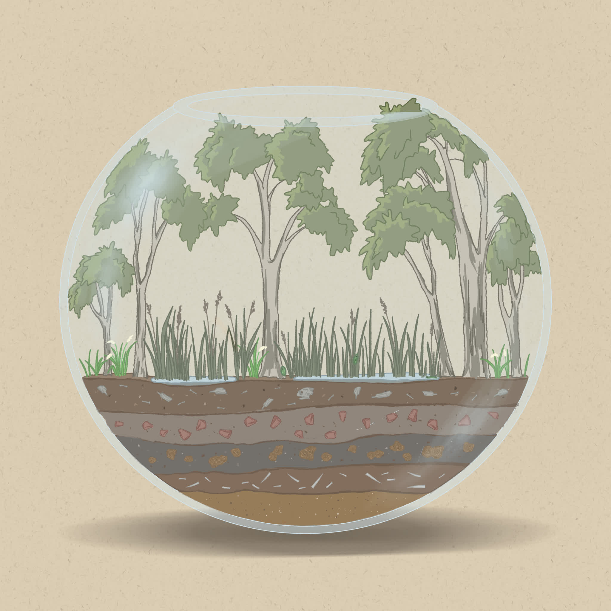 Swamps are home to frogs, wading birds, and other wetland species.