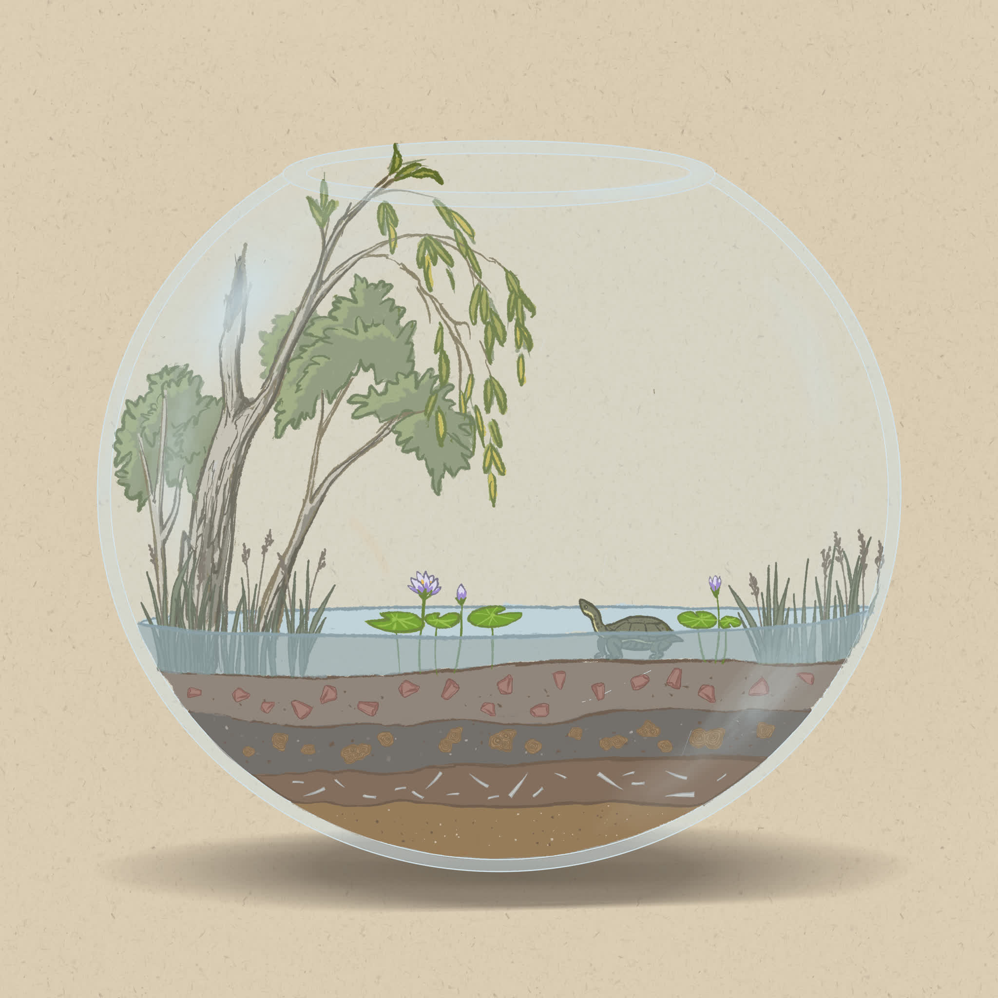 Freshwater wetlands are important habitats for a range of birds, fish, and amphibians.
