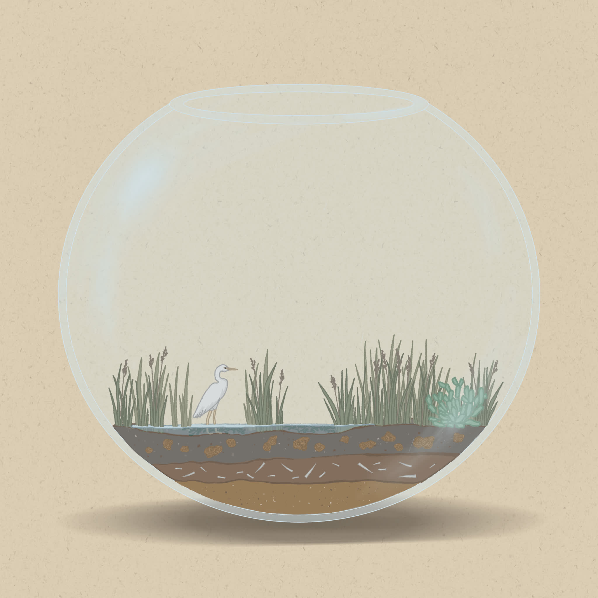 Brackish wetlands are home to a mix of saltwater- and freshwater-tolerant species.