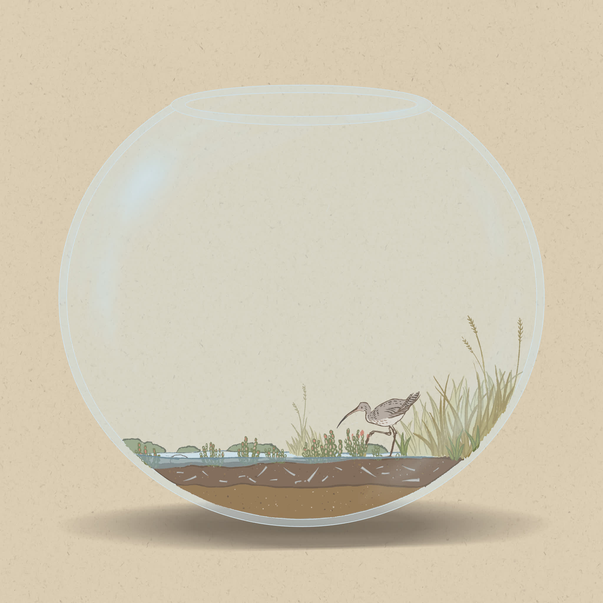 Saltmarshes are home to many salt-tolerant plants, and are important resting and feeding sites for migratory birds.