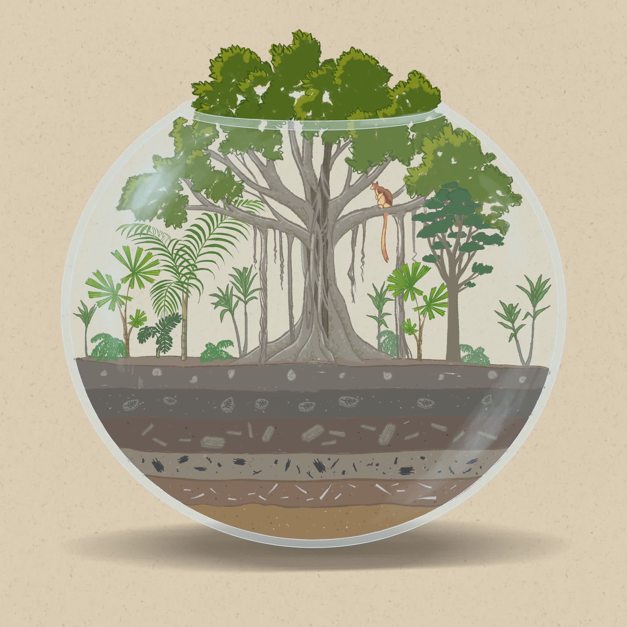 Excluding fire can allow rainforest trees to encroach and dominate.