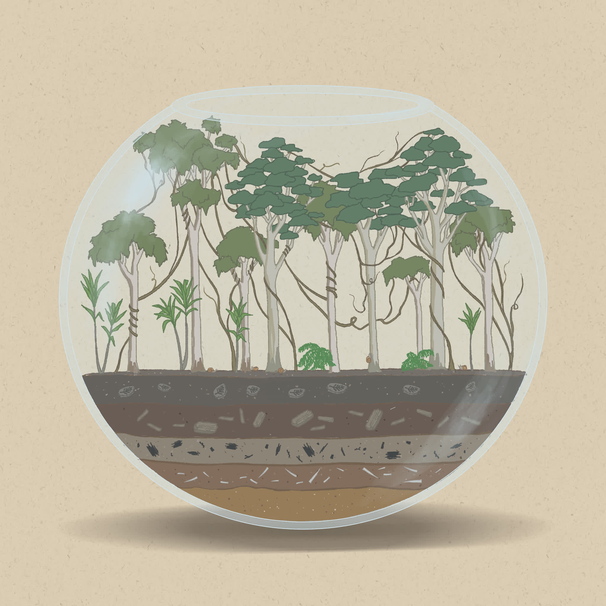 Many types of vines are pioneer species that thrive after disturbances.