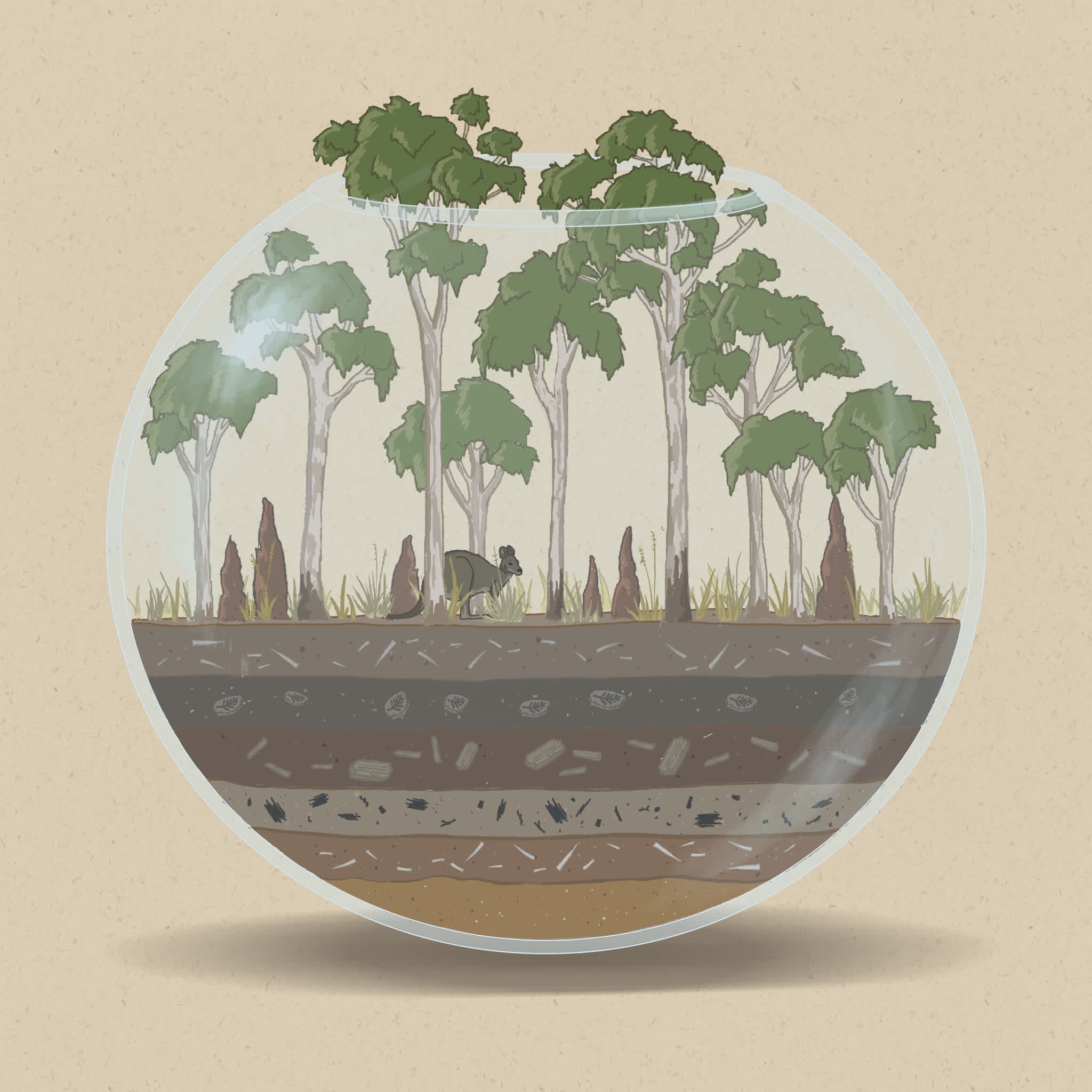 C<sub>3</sub> plants such as trees and shrubs thrive with higher atmospheric carbon dioxide (CO<sub>2</sub>) compared to Australian tropical C<sub>4</sub> grasses.