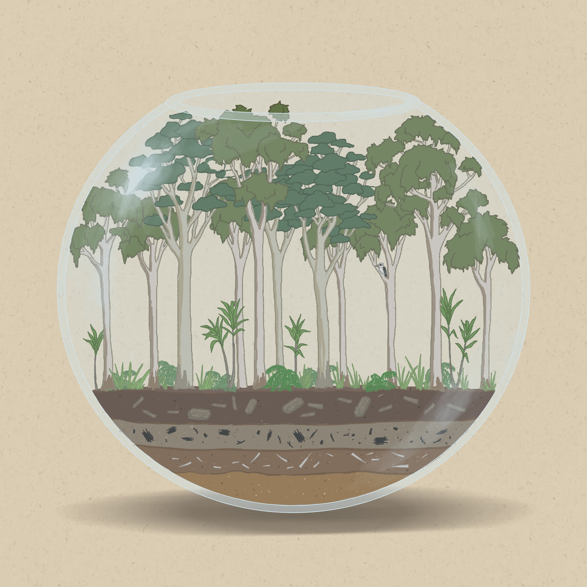 Wetter conditions support taller Eucalyptus trees with high canopy coverage.