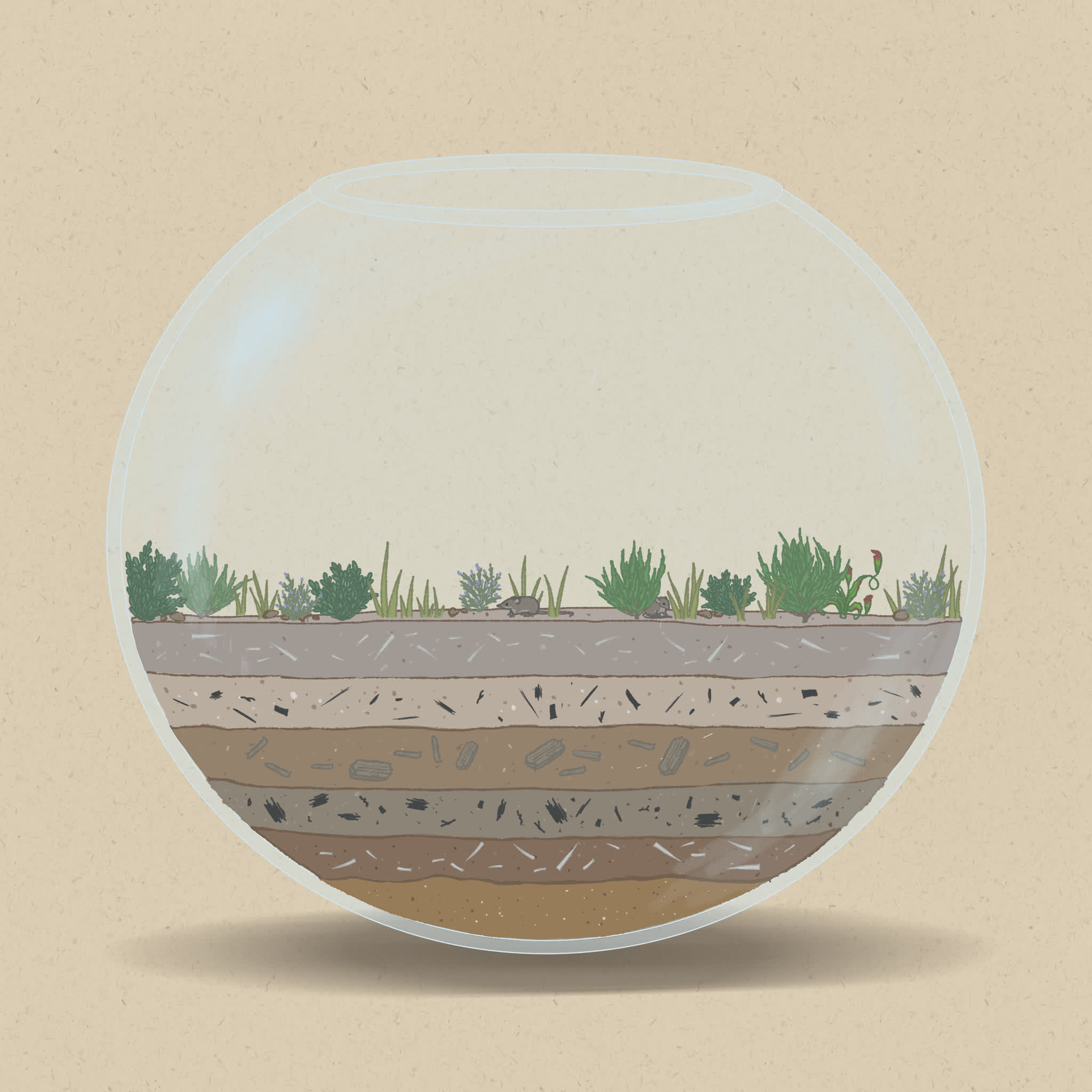 Heath plants are often found in soils with low levels of nutrients such as nitrogen, where other plants struggle to grow.