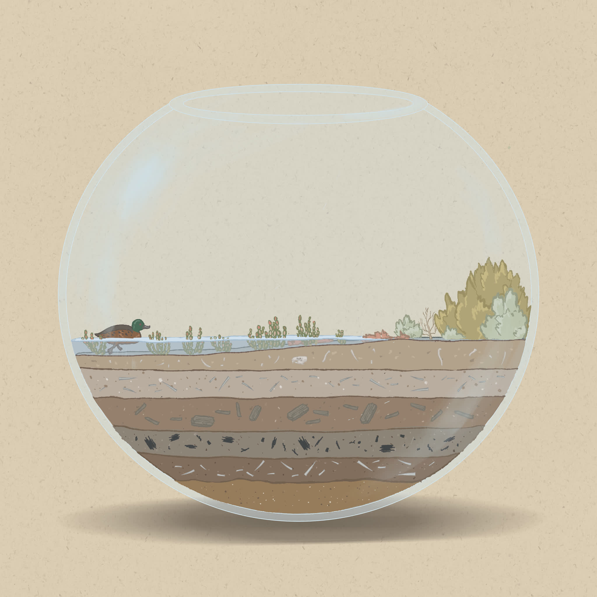 Saltmarshes are intertidal wetlands found in the high tide zone.