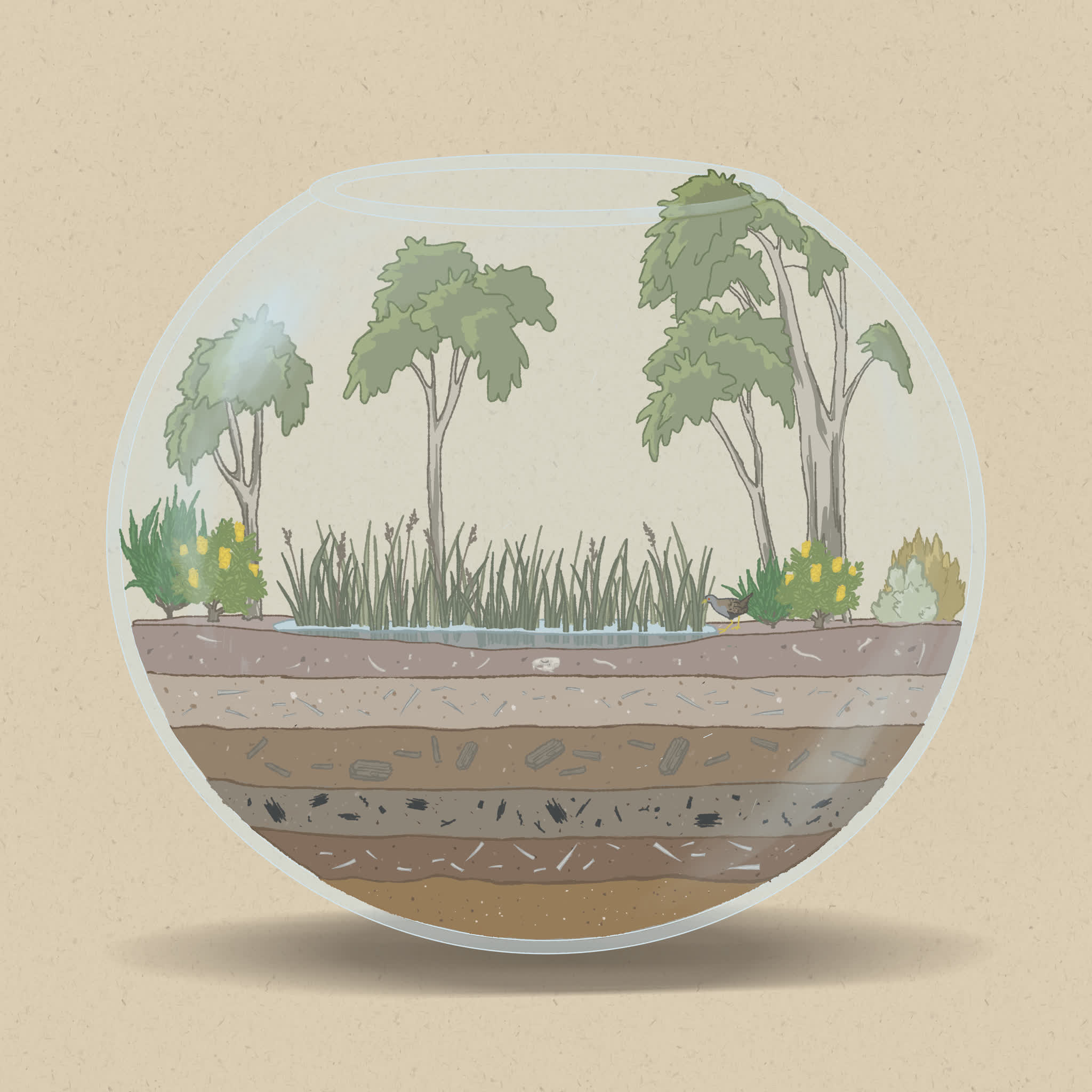 Coastal wetlands are important habitats for birds and fish.