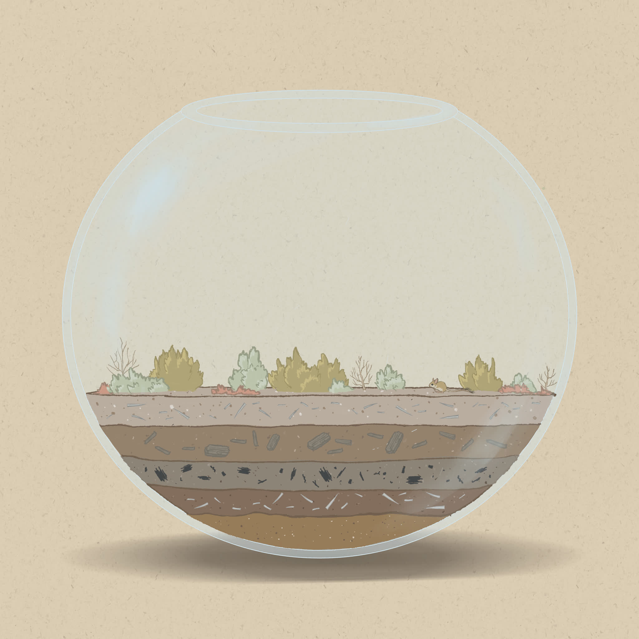 Some plant species have adapted to high salinity soils.