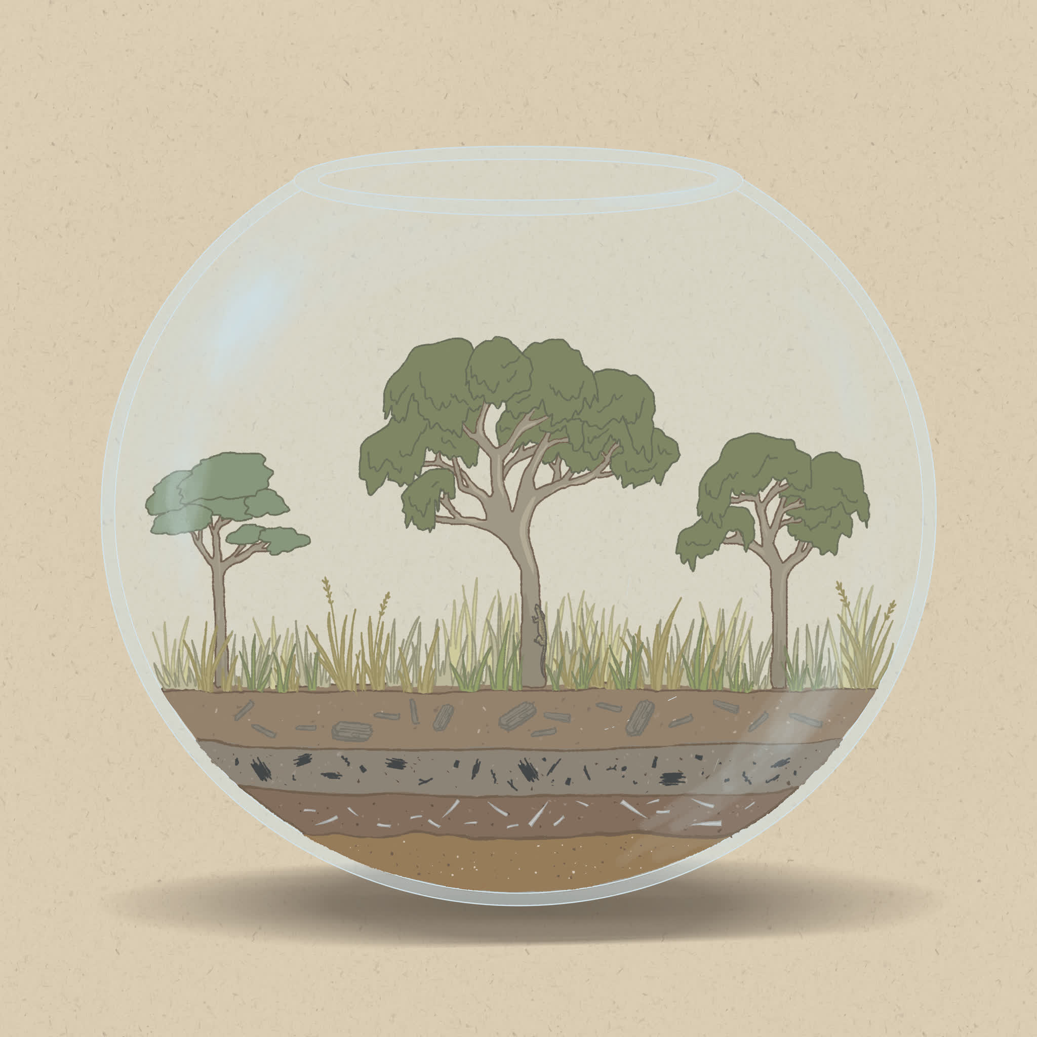 Savannas are home to a range of reptiles, mammals, birds, and insects.