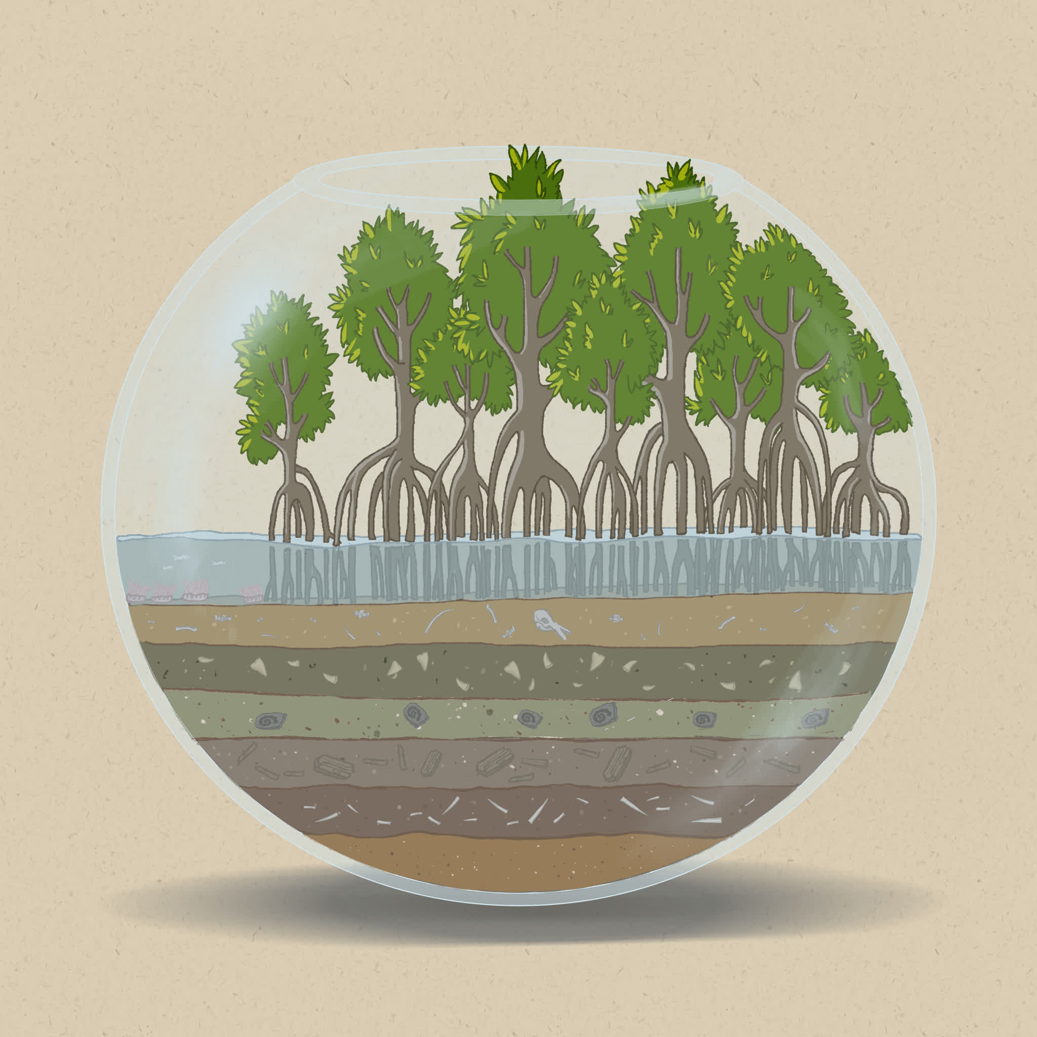 Mangroves are important habitats for juvenile fish and crustaceans.