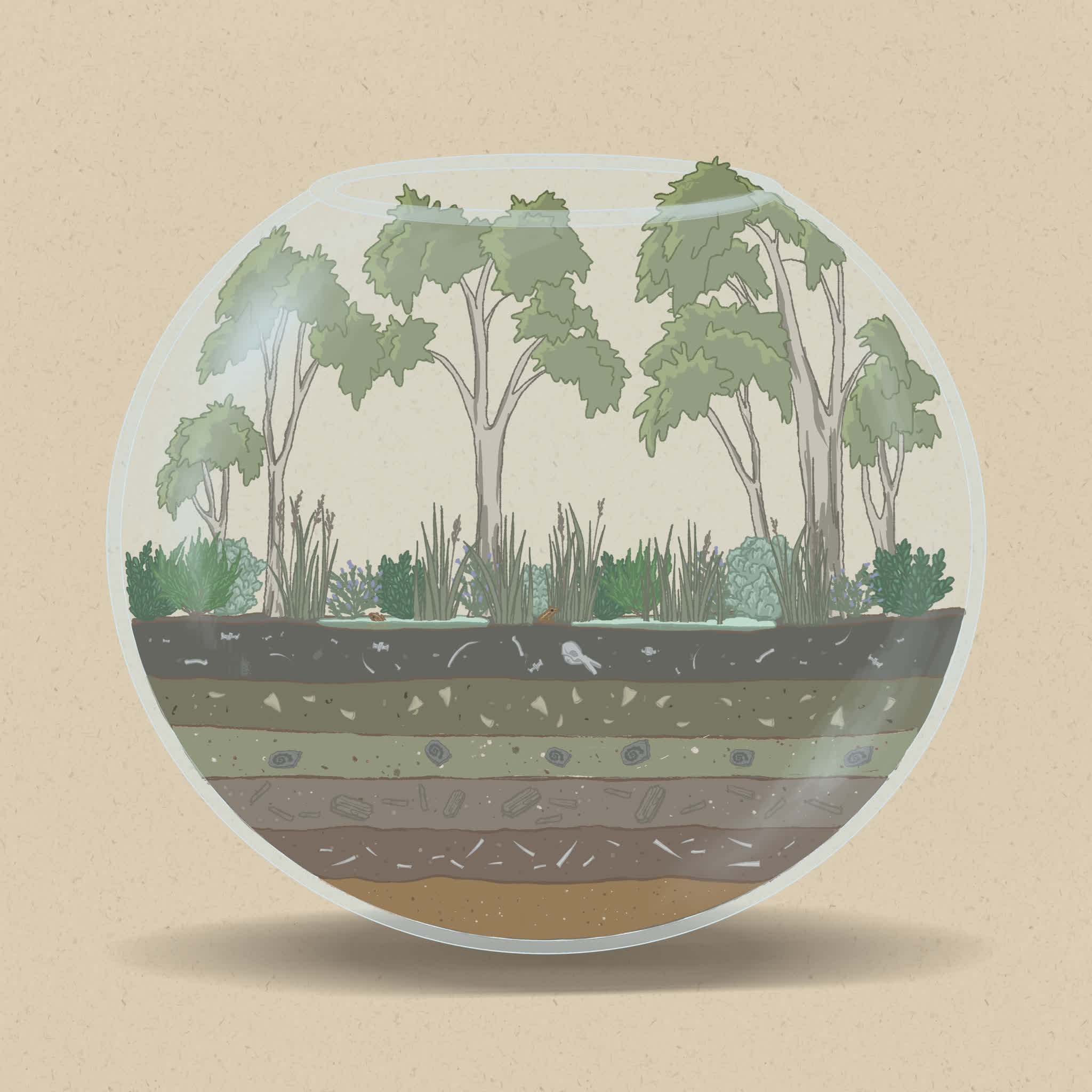 Wet heaths are dominated by shrubs adapted to prolonged periods of waterlogging.