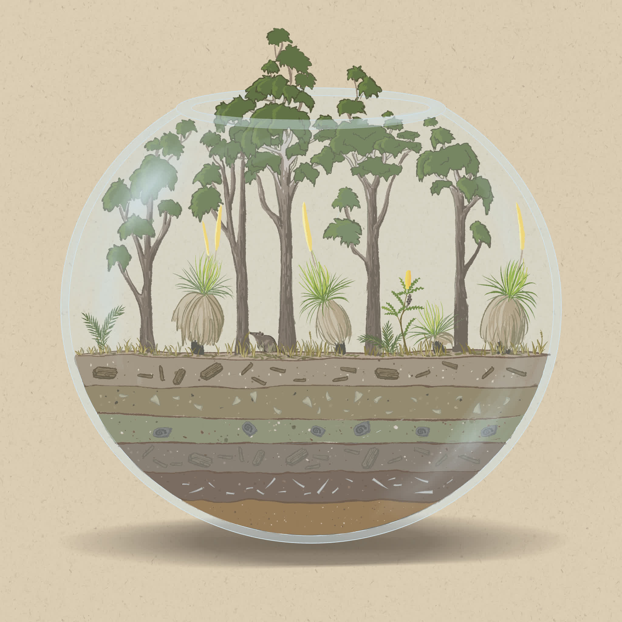 Jarrah forests are dominated by Jarrah trees (Eucalyptus marginata), and are hotspots for plant and animal biodiversity.