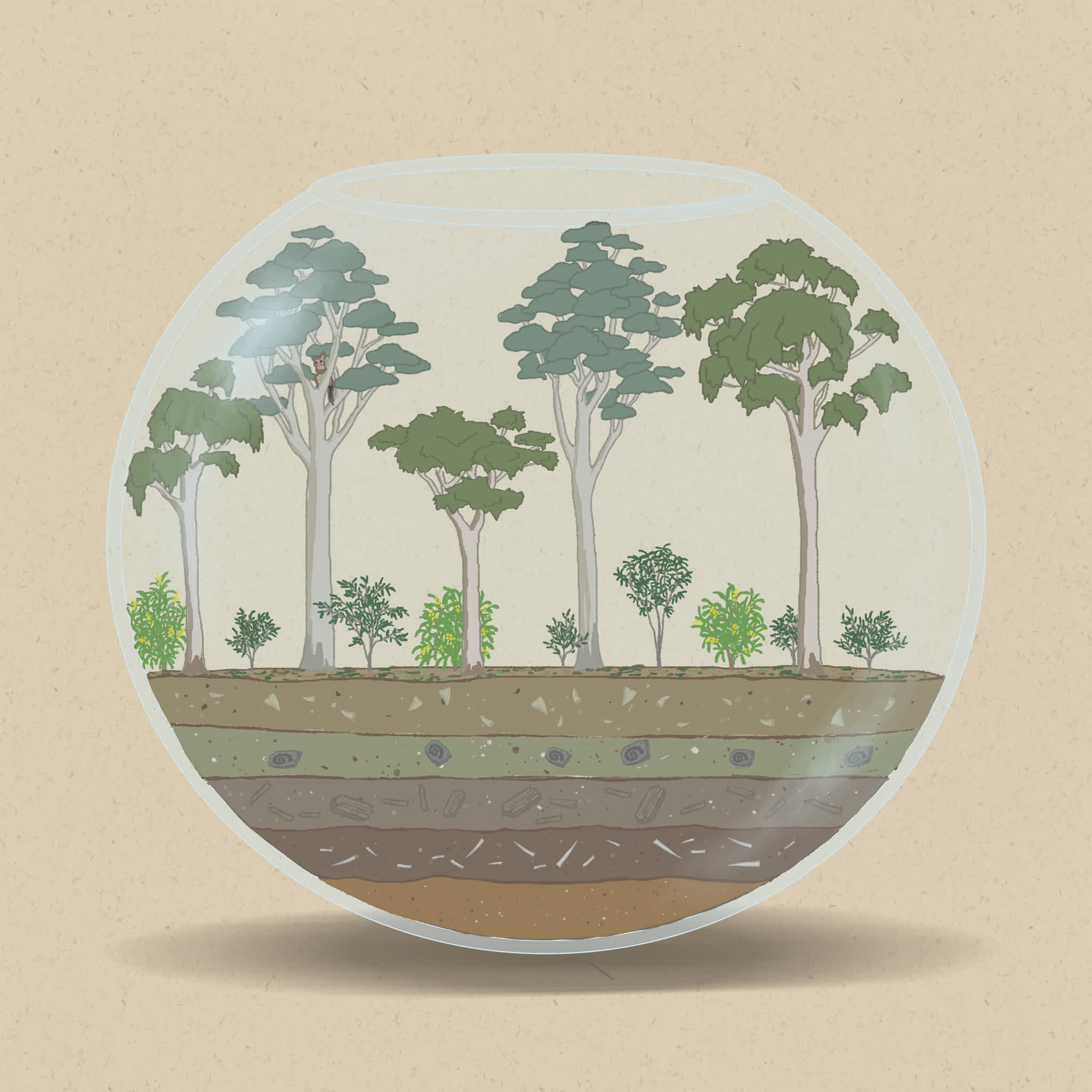 Sclerophyll trees such as Eucalypts are adapted to long periods of dry conditions.