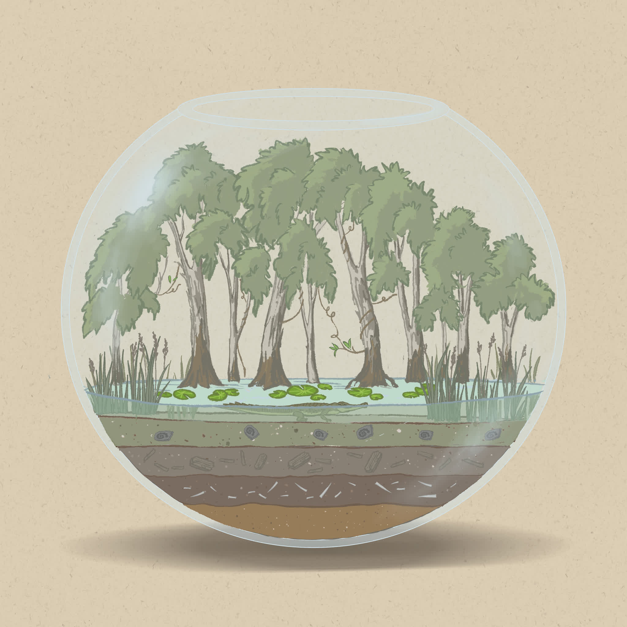 Swamps are home to frogs, reptiles, birds, and other wetland species.