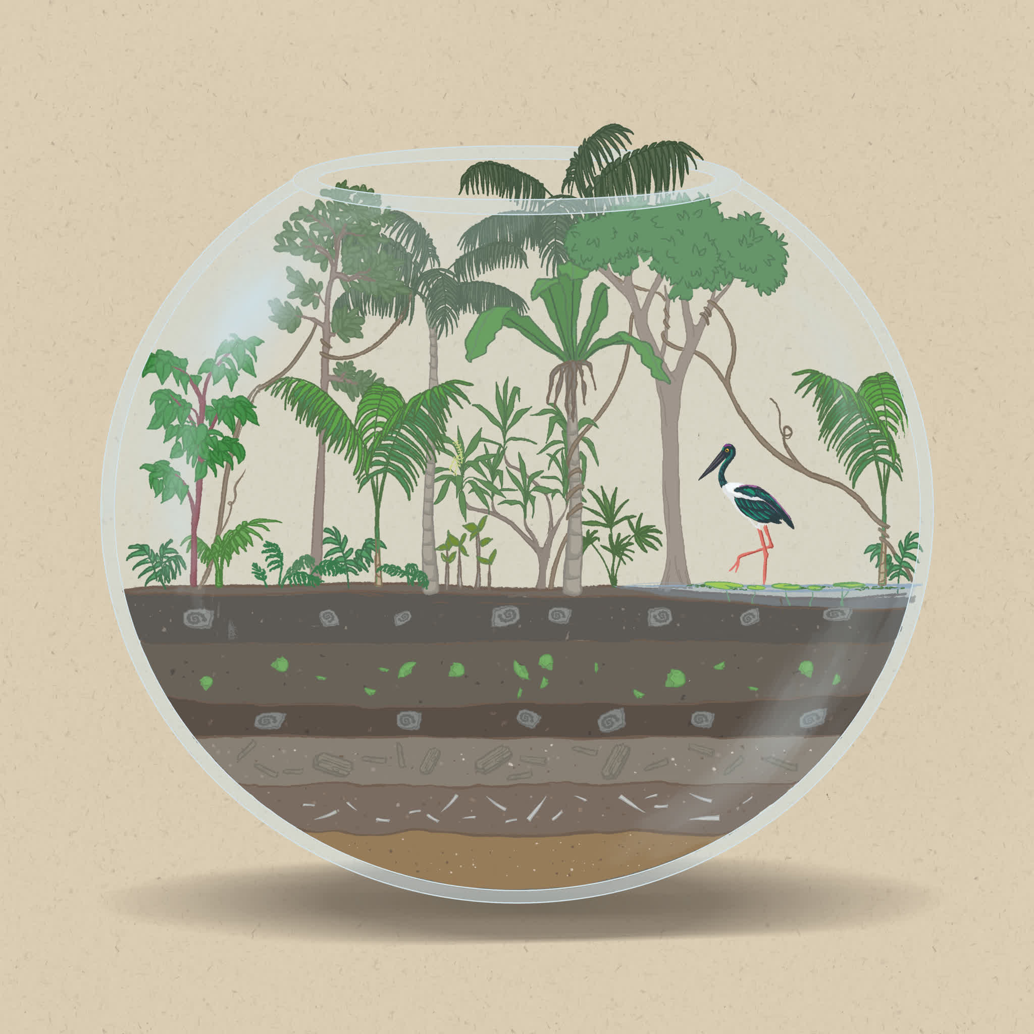 Swamps are home to frogs, reptiles, birds, and other wetland species.