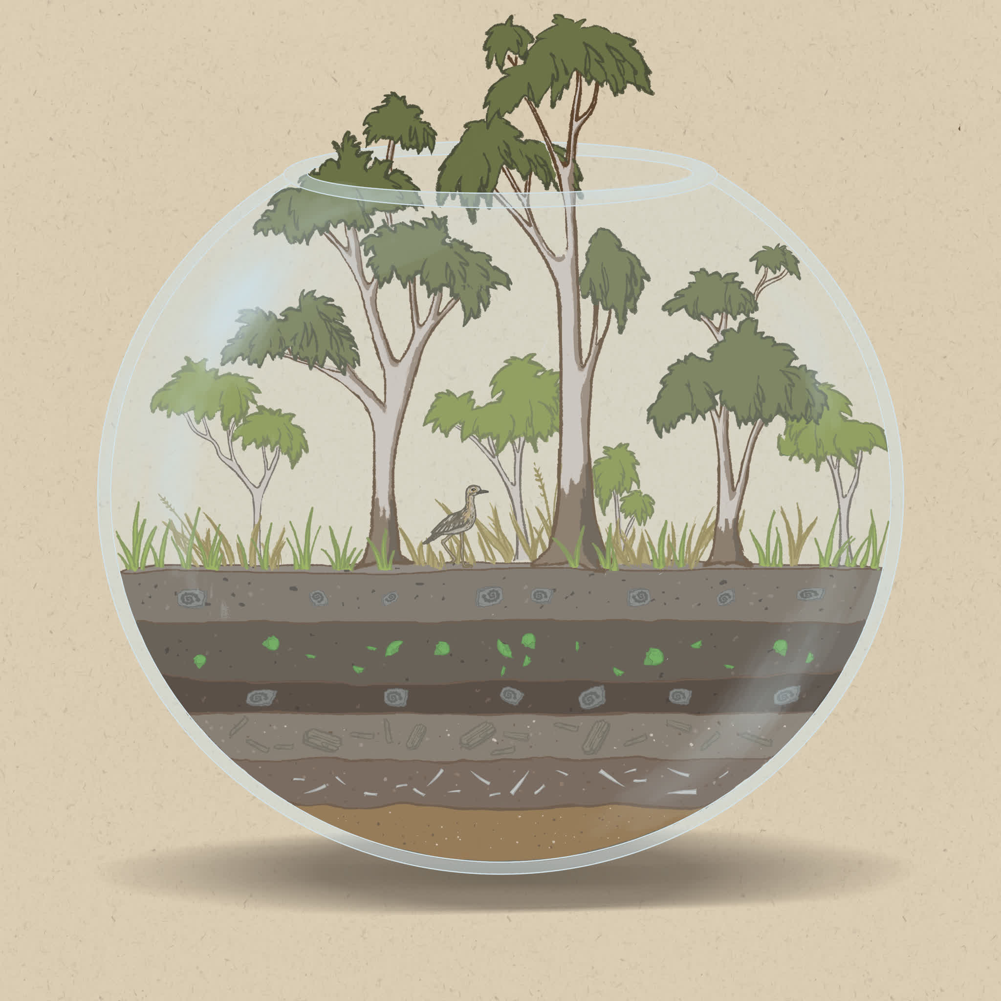 Eucalypt woodlands are home to many endemic Australian animals.