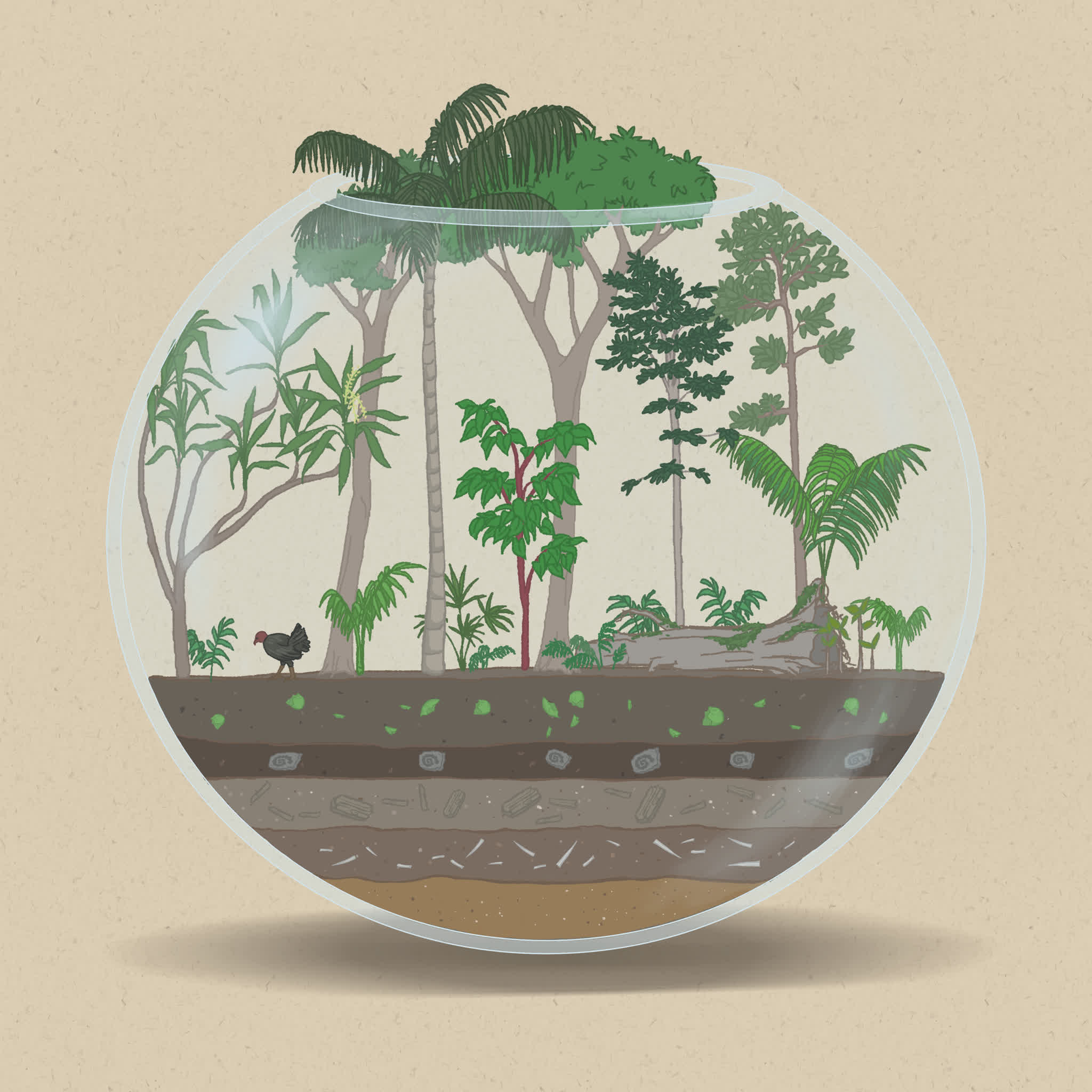 Disturbances such as cyclones create gaps in rainforest canopies, giving understorey plants a chance to grow.