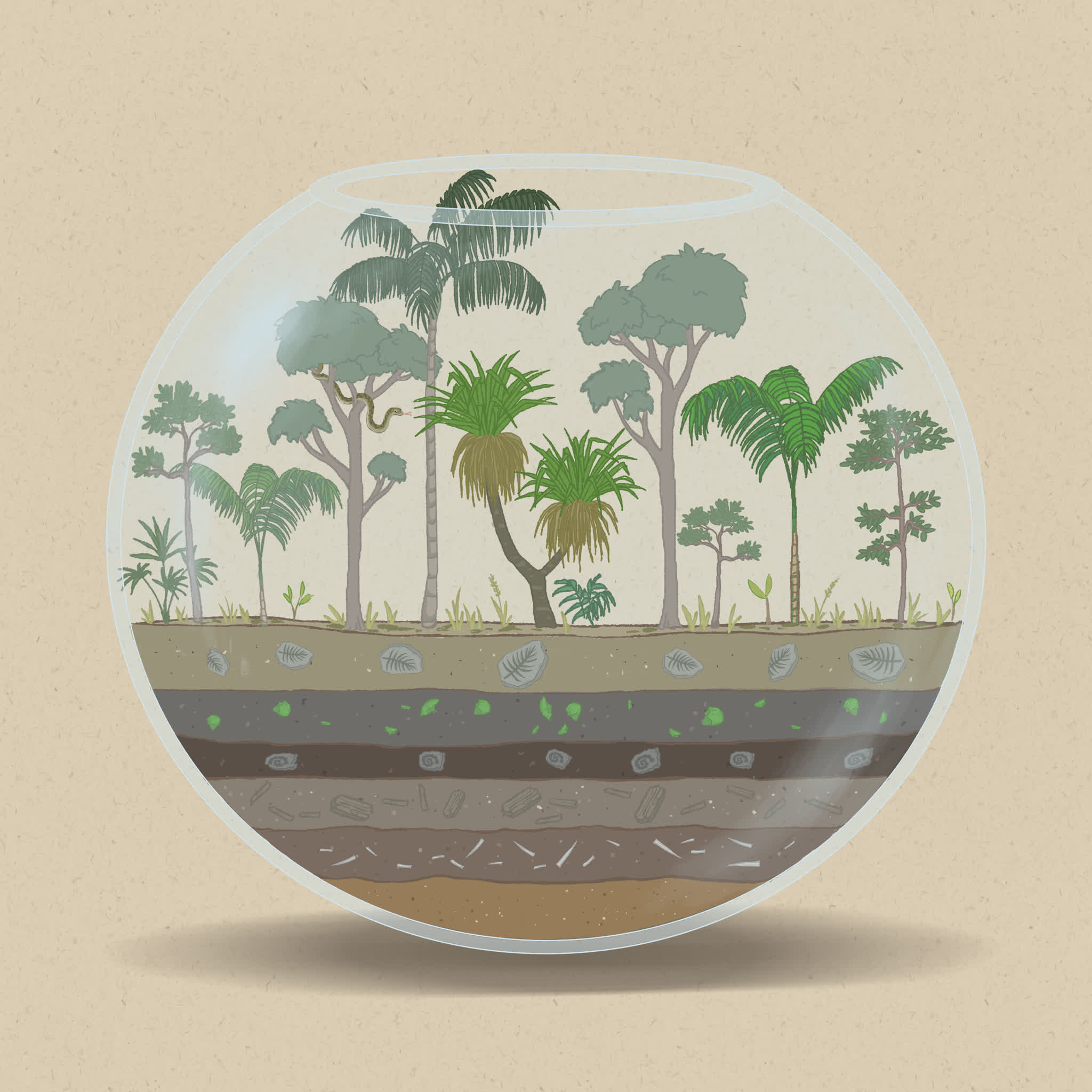 Many Australian plants have adapted to thrive in dry conditions with low-nutrient soils.