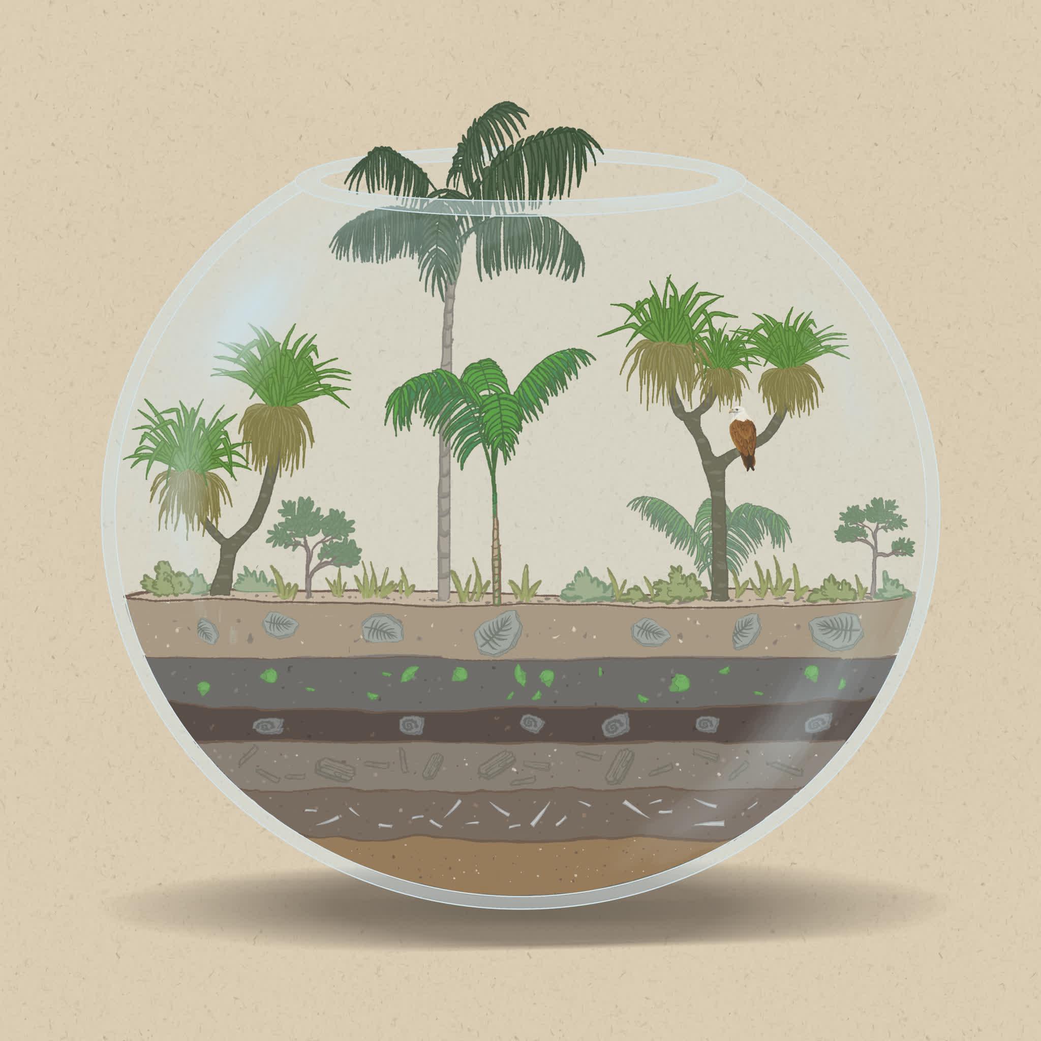 Pandanus are often found in coastal areas, and are widespread across northern Australia and the Pacific.