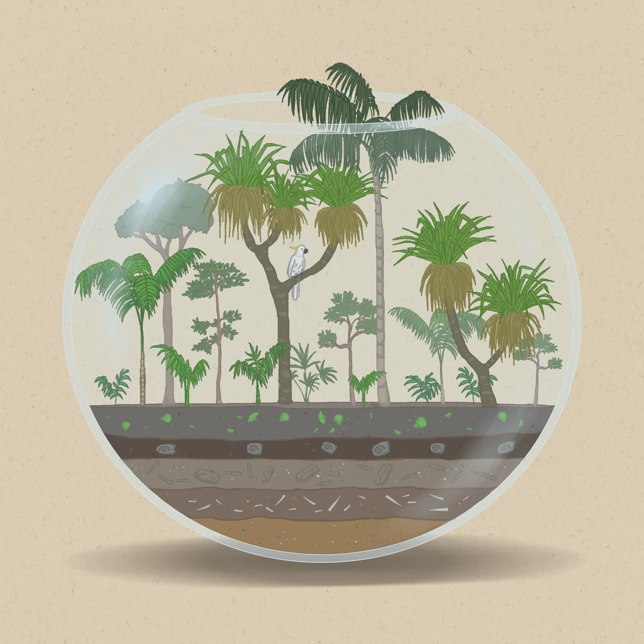 Plants such as palms and pandanus thrive in soils with less available nutrients.