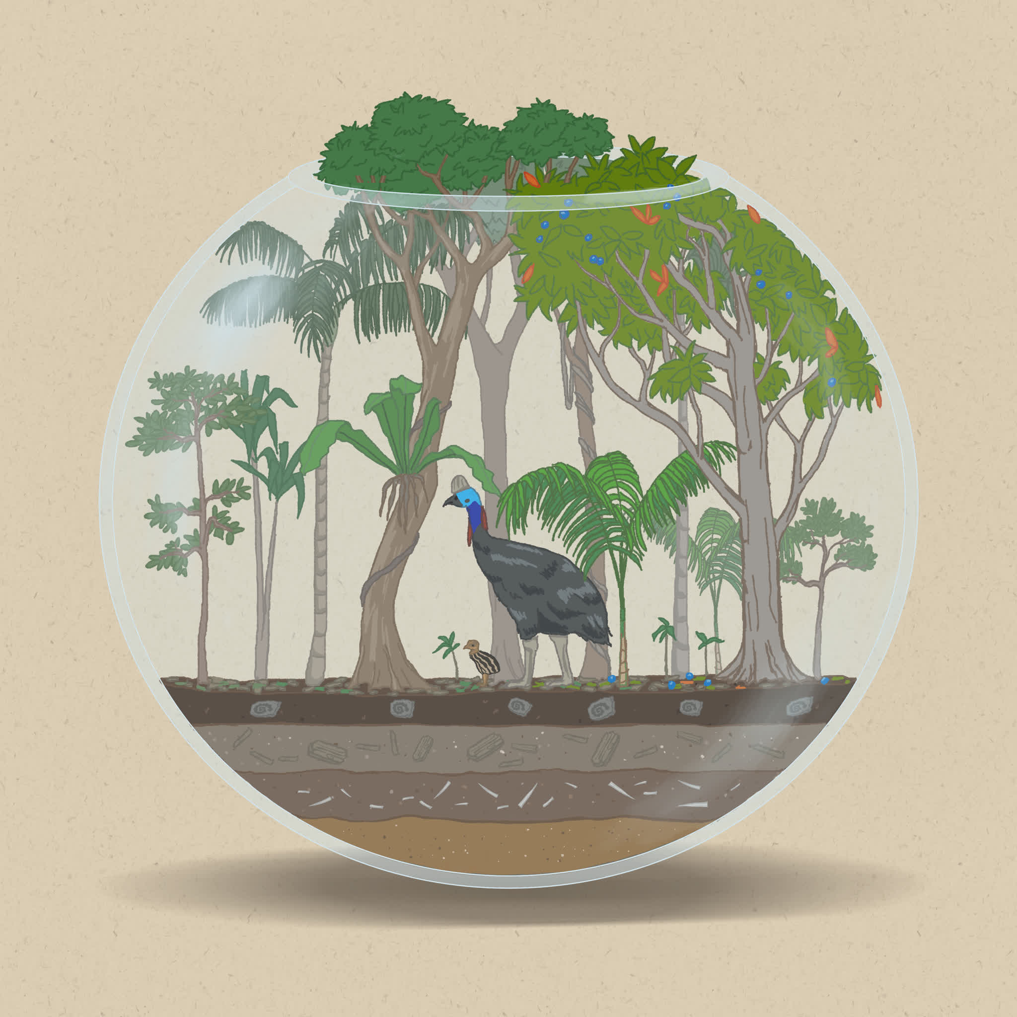 Cassowaries play an important role dispersing seeds in Australian tropical rainforests.