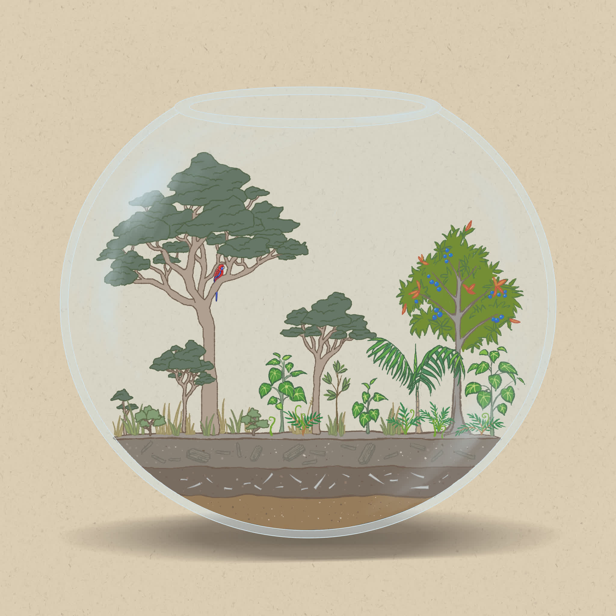 Rainforest pioneer species are the first to colonise an area when conditions change.