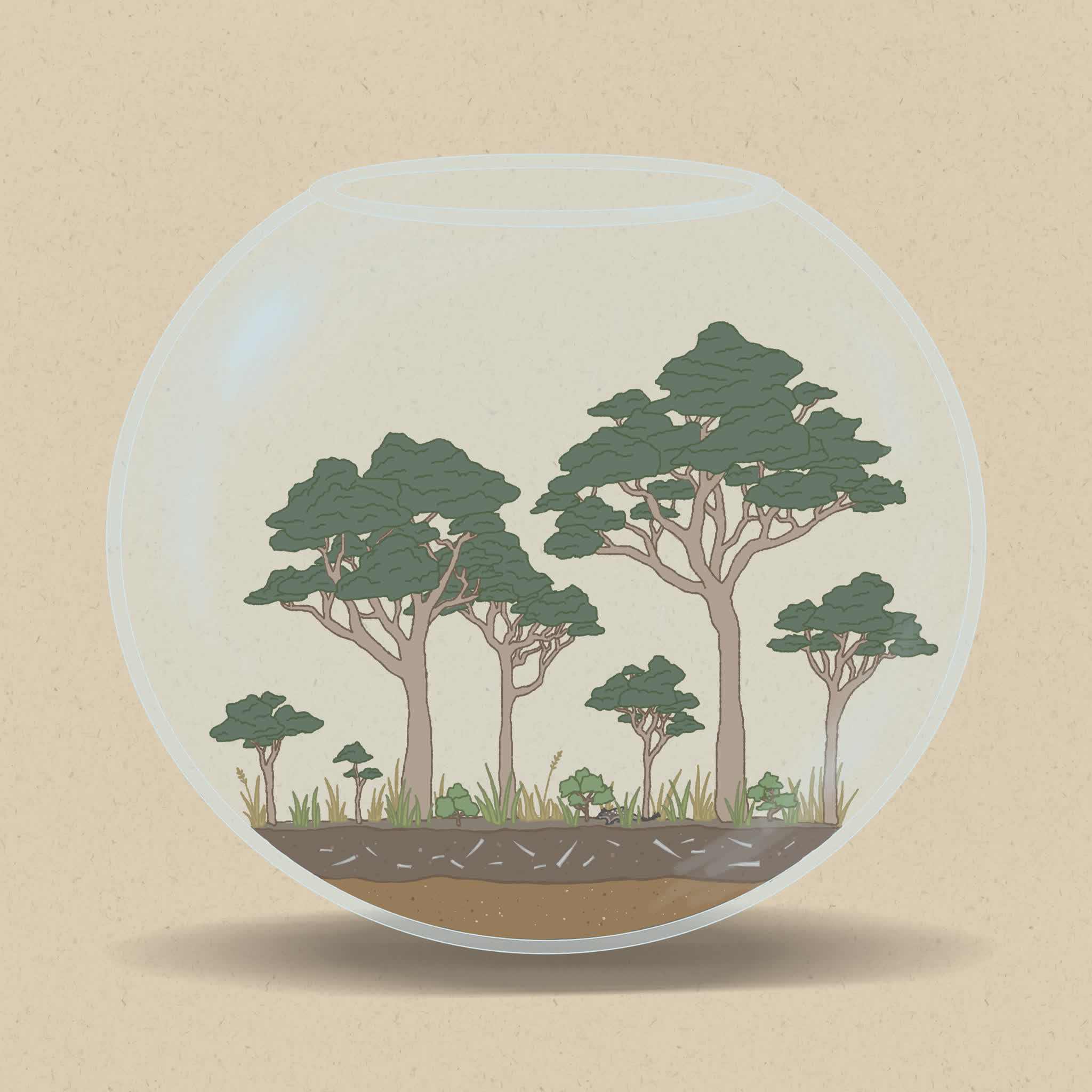 Reduced fire can allow trees to establish in grassy areas.